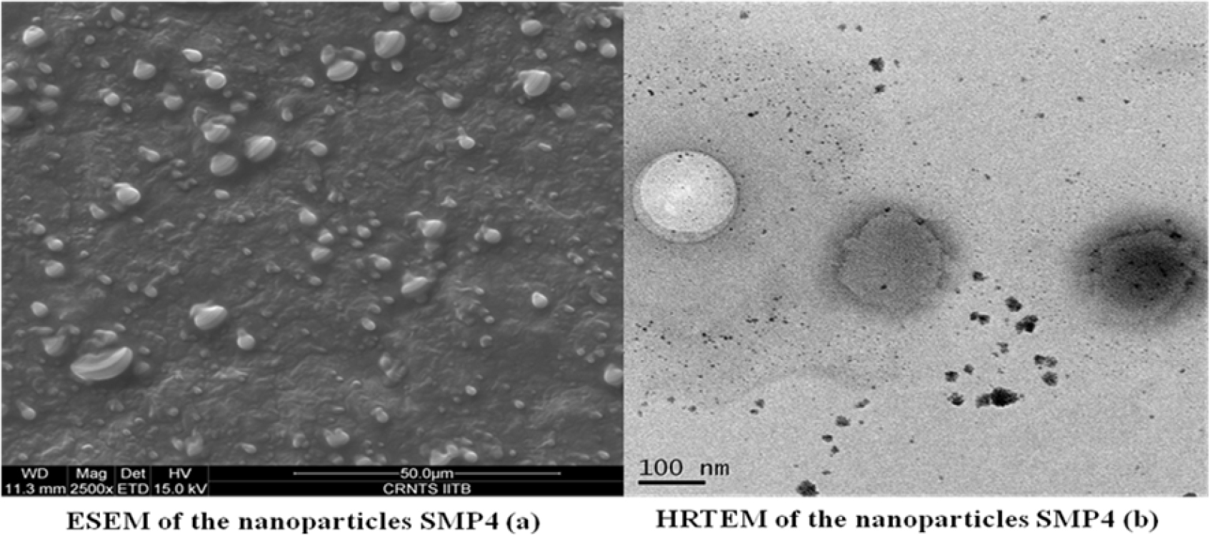 Morphological study of phytosomes.