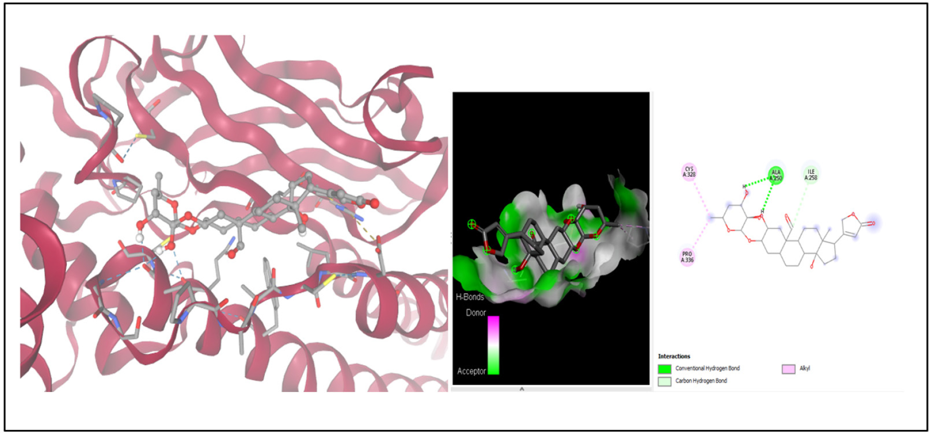 The analysis of the molecular interactions between Calactin and STAT3 (PDB ID: 6NJS) visualised in the Discovery Studio Visualizer and showing the important hydrogen-bonding and hydrophobic interactions.