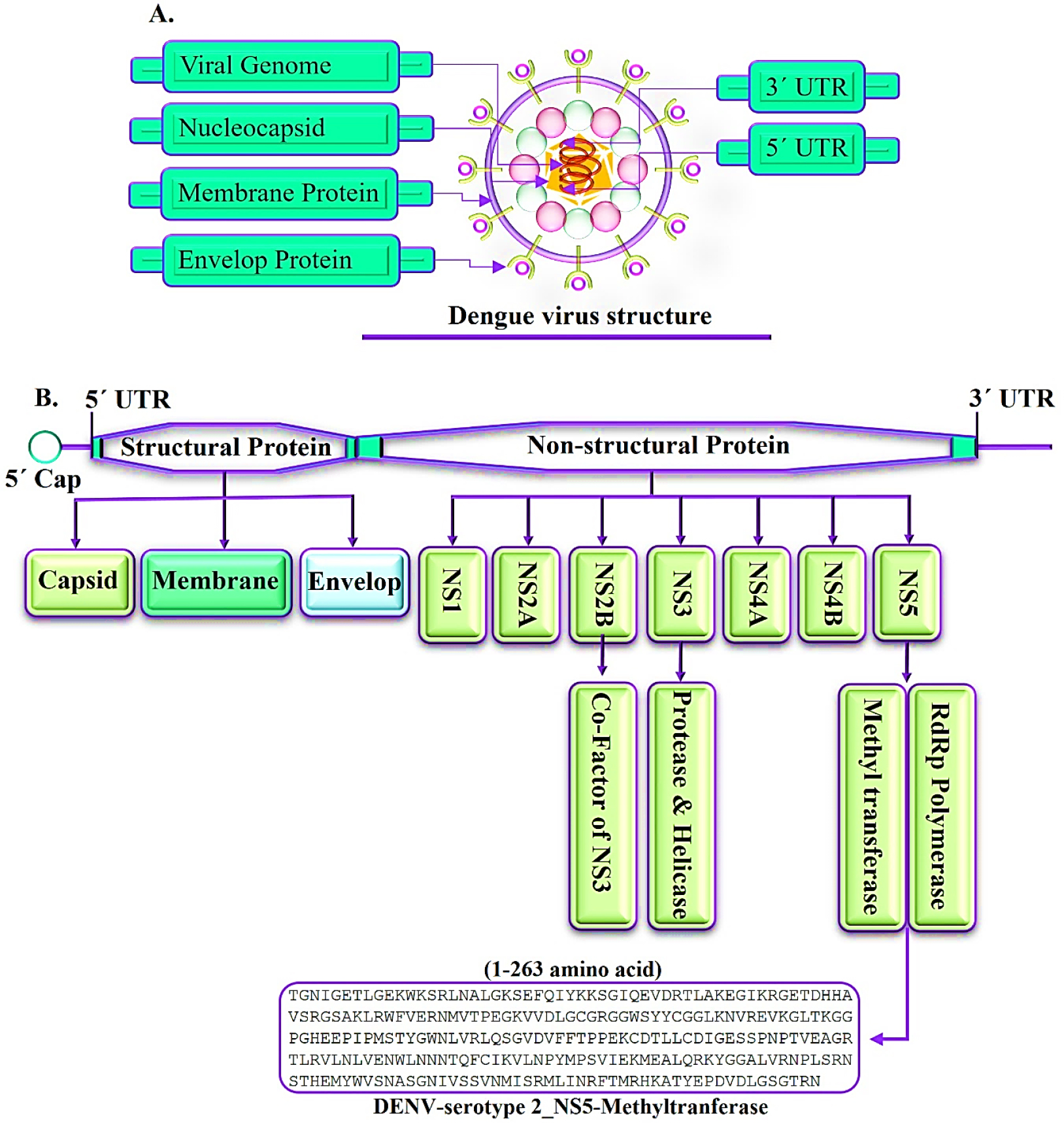 Structural and genomic organization of Dengue virus and NS5-MTase domain (DENV-2). (A) The genome is enclosed within the nucleocapsid, surrounded by a lipid envelope with membrane and envelope proteins. (B) Polyprotein schematic showing three structural proteins (Capsid, Membrane, Envelope) and seven non-structural proteins (NS1-NS5); NS3 functions as a protease/helicase, and NS5 contains N-terminal MTase and C-terminal RdRp domains.