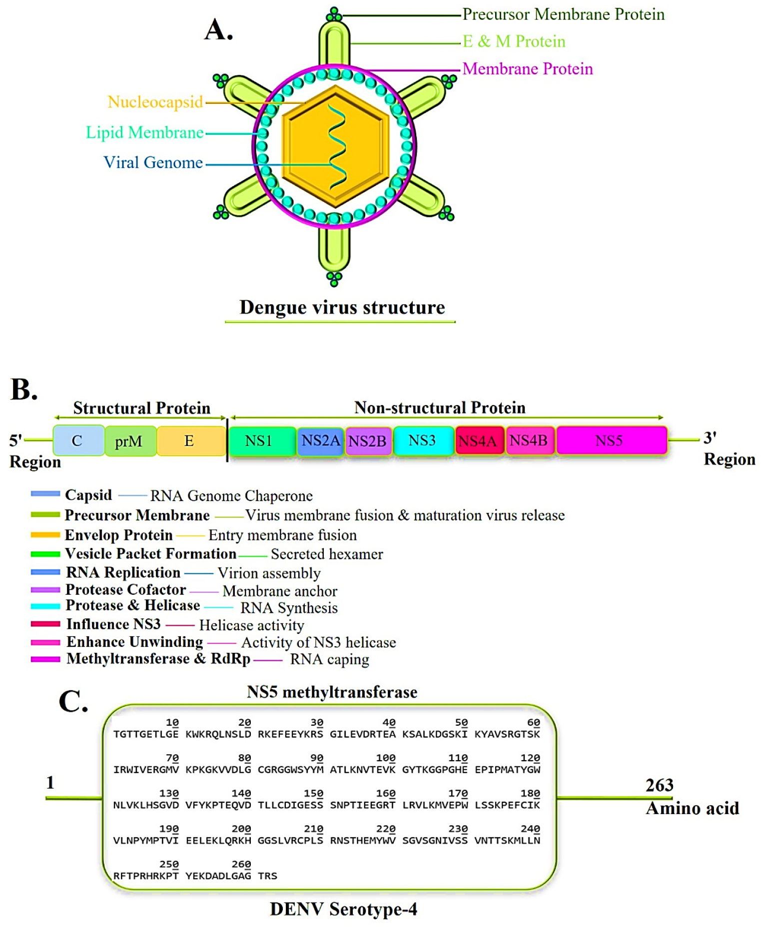 (A) Schematic illustration of the dengue virus structure, indicating the nucleocapsid, lipid membrane, and surface proteins: E, M, and prM. (B) Schematic layout of the viral genome, depicting structural proteins and non-structural proteins. (C) Amino acid sequence of the NS5 Methyltransferase (MTase) domain from dengue virus serotype 4.