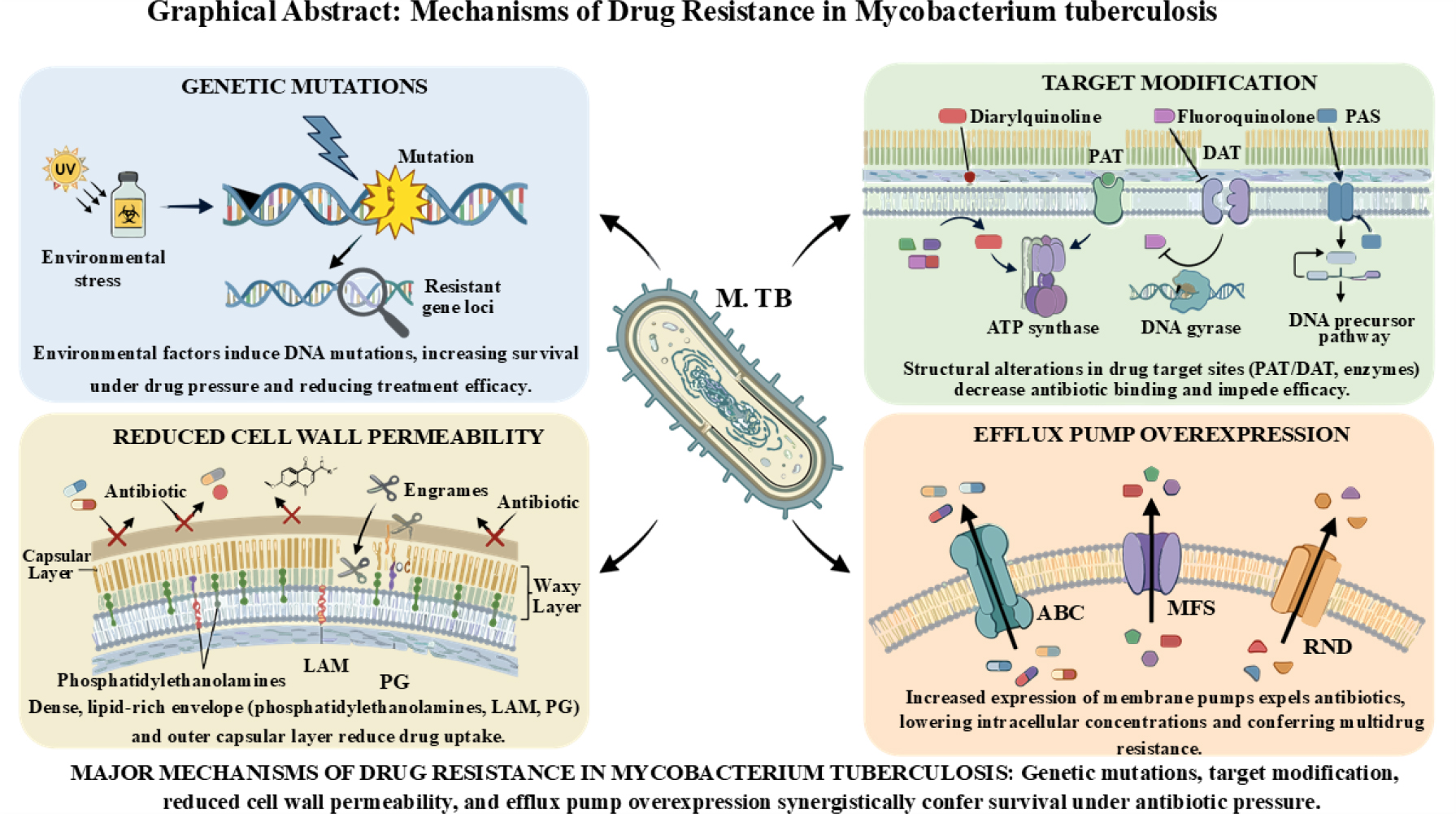 Mechanisms of Drug Resistance in Mycobacterium tuberculosis.