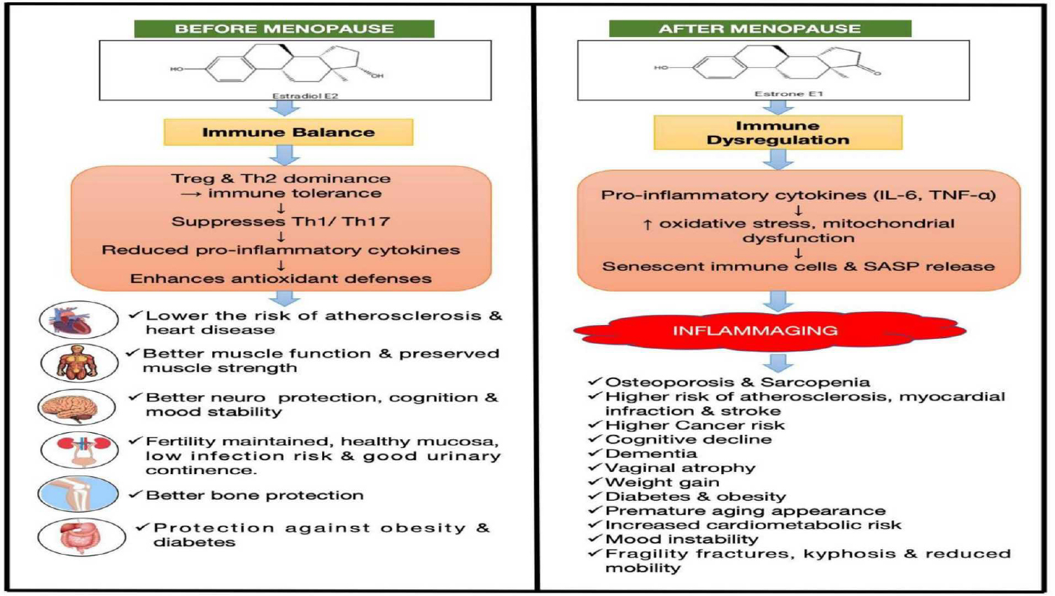 Hormonal transition during menopause and its systemic consequences. Declining estrogen levels promote chronic inflammation, oxidative stress, immune dysregulation, and increased susceptibility to age-related diseases