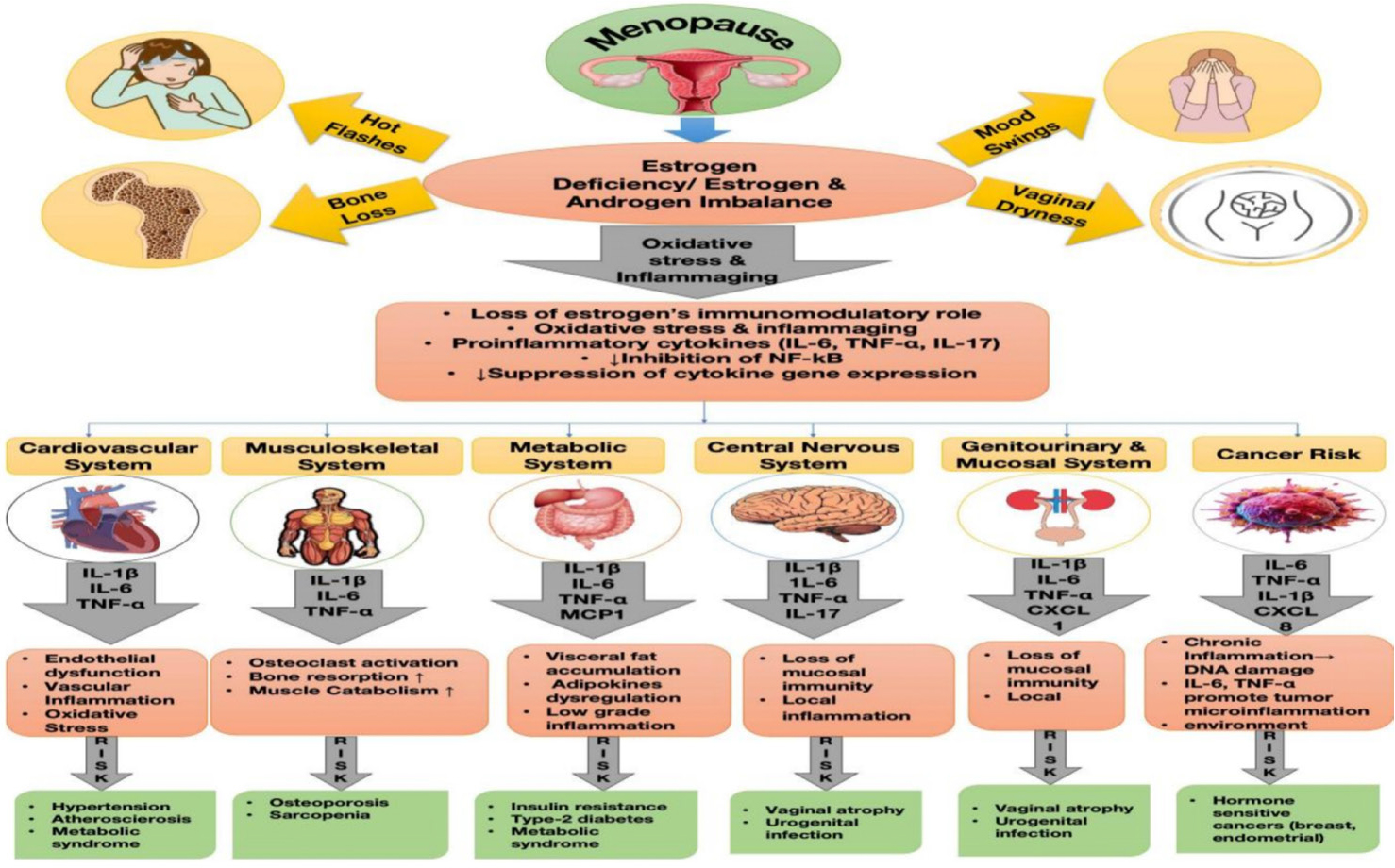 Systemic inflammatory pathways associated with estrogen deficiency. Estrogen loss activates inflammatory mediators, including NF-κB and pro-inflammatory cytokines, contributing to cardiovascular, metabolic, skeletal, and neurological disorders.
