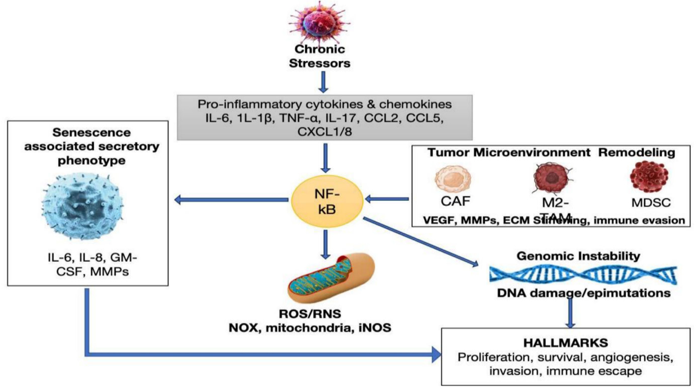 Inflammatory mechanisms underlying hormone-sensitive cancers. Chronic inflammation promotes oxidative stress, immune dysregulation, and signaling pathways that facilitate tumor initiation and progression.