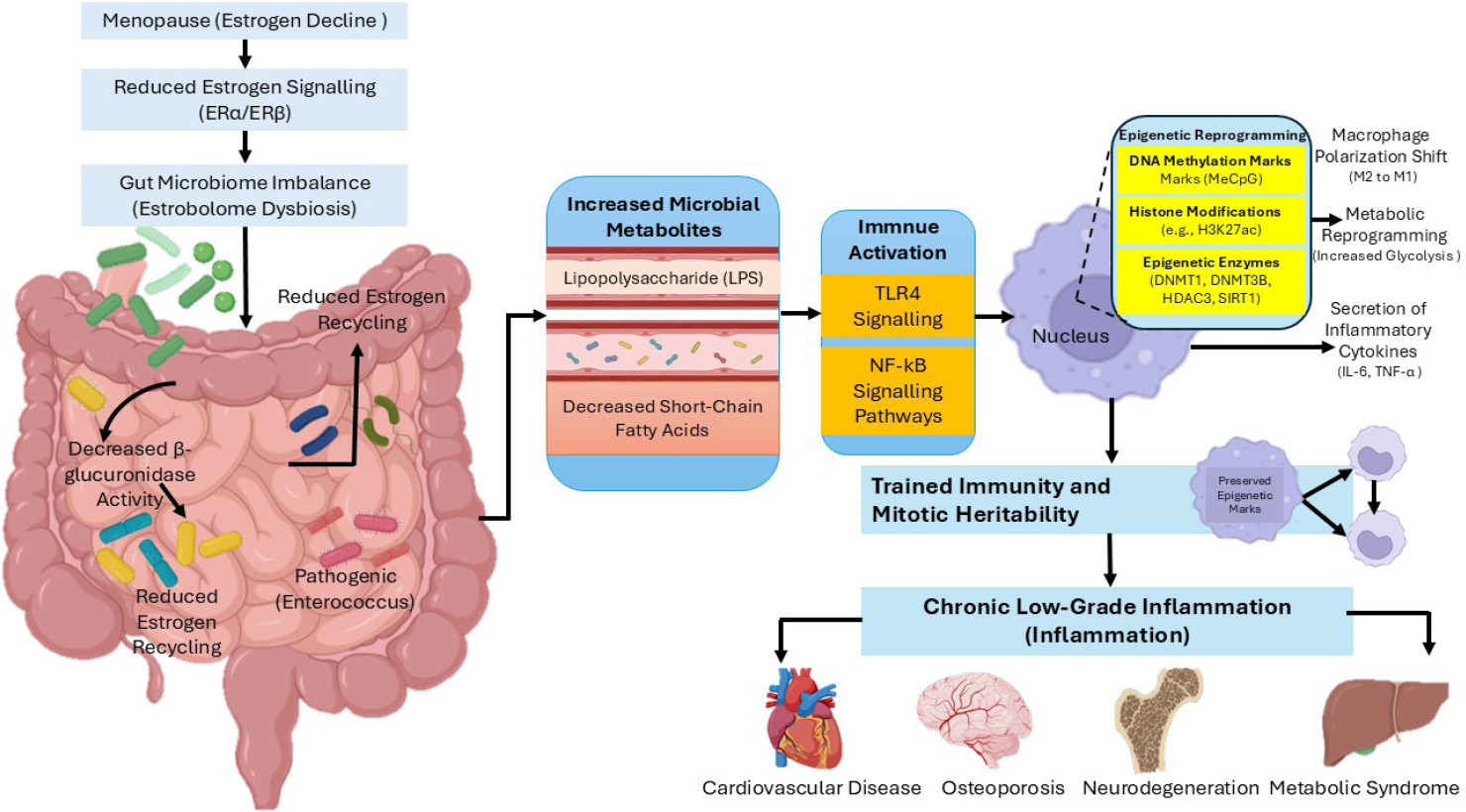 The Estrobolome-epigenetic memory axis in menopause. Altered gut microbiota and impaired estrogen metabolism contribute to persistent inflammation and age-related diseases, highlighting potential targets for microbiome-based interventions.
