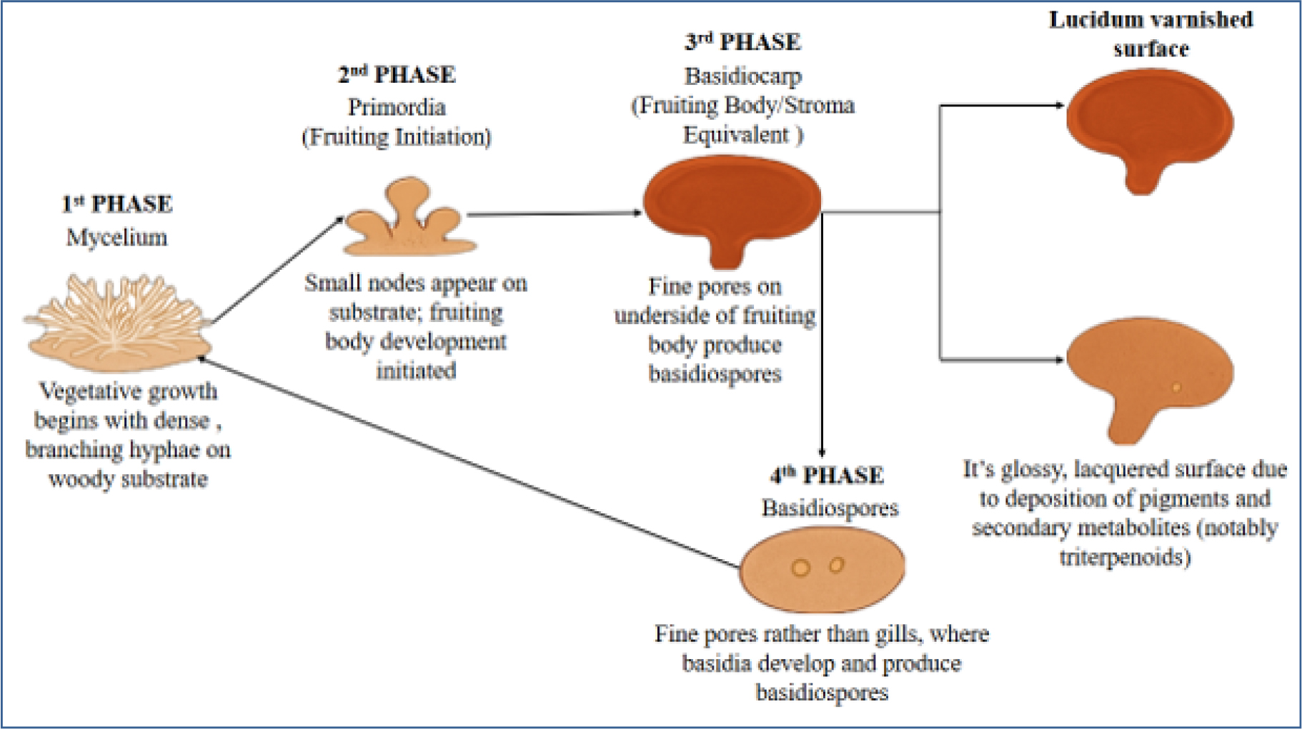 Showing the distinct structures and developmental phases.