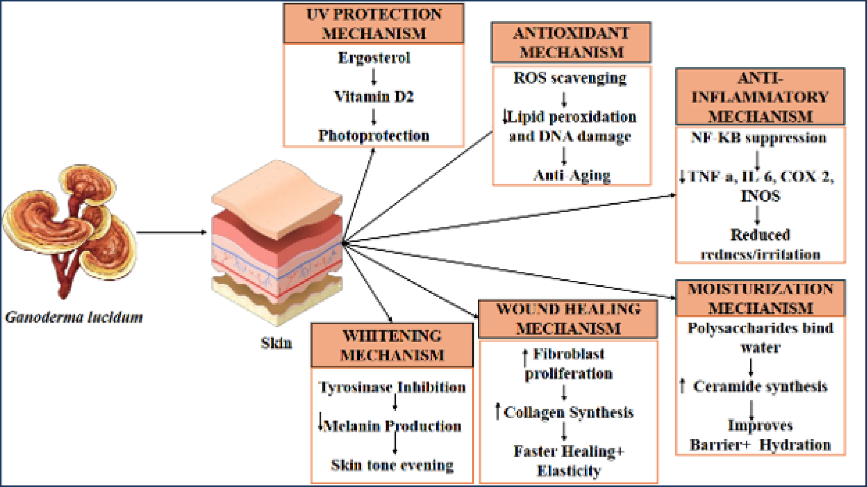 Showing the Mechanisms of Action in Skin Health G. lucidum.