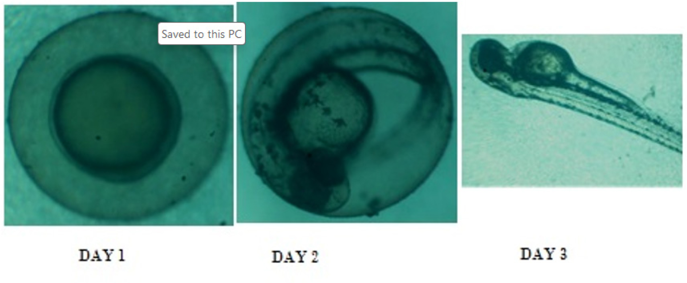 The progression of zebrafish embryonic development from Day 1 (fertilized egg), Day 2 (organogenesis stage), to Day 3 (hatched larva).