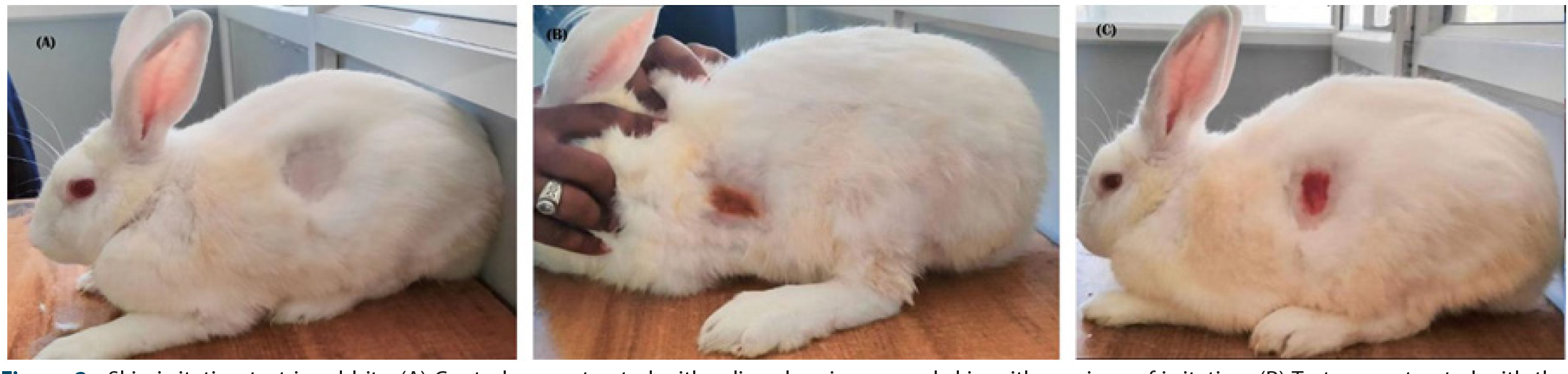 Skin irritation test in rabbits. (A) Control group treated with saline showing normal skin with no signs of irritation. (B) Test group treated with the formulated herbal lipstick demonstrating absence of erythema, edema, or irritation. (C) Marketed lipstick–treated rabbit showing comparable skin profile with no significant irritation.