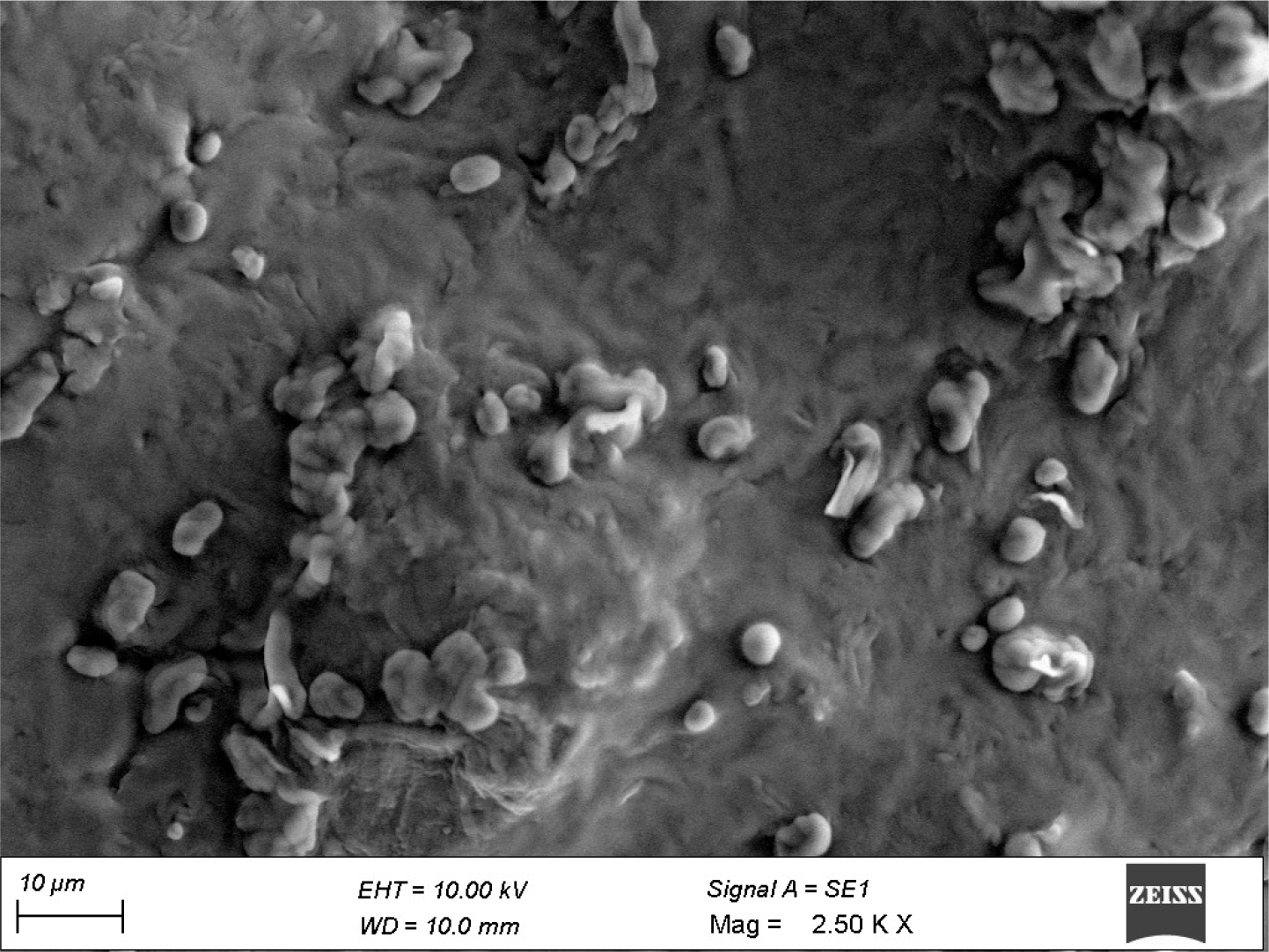 Representative Scanning Electron Micrograph (SEM) of the optimized liposomal formulation F9.