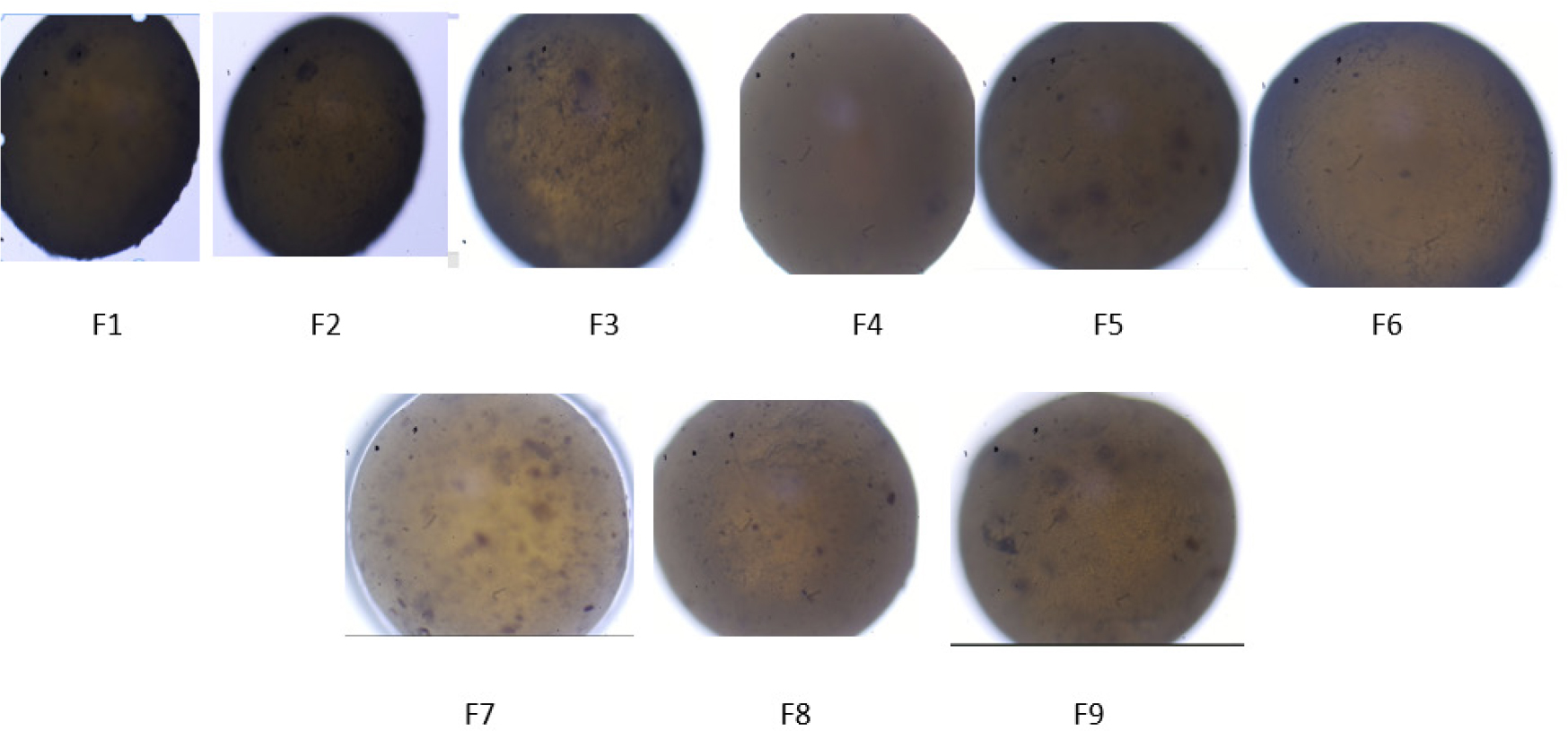 Microscopic features of the polymeric bead formulations (F1-F9).