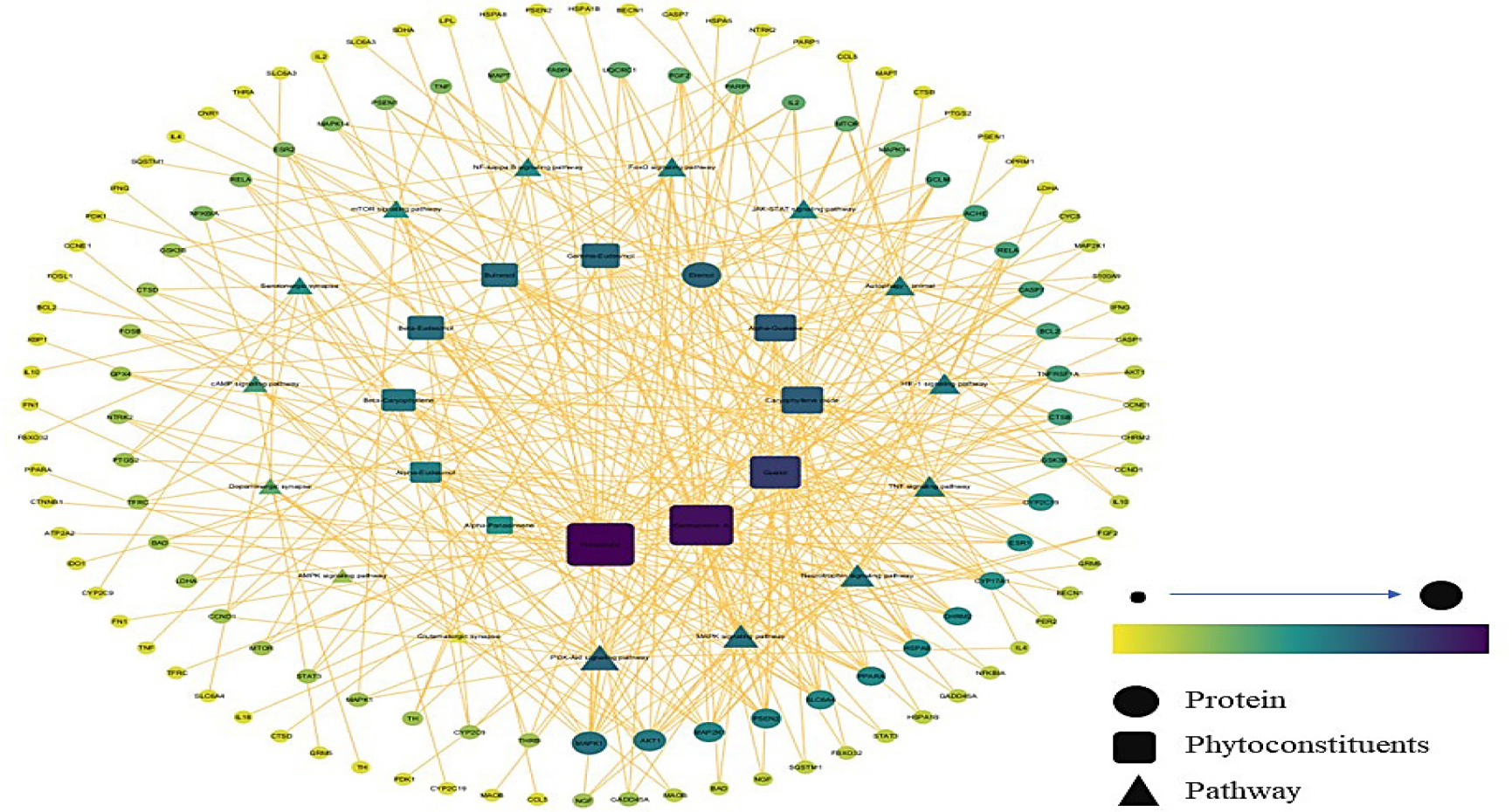 Network construction of bioactives from A. rohituka, their regulated targets, and modulated pathways.