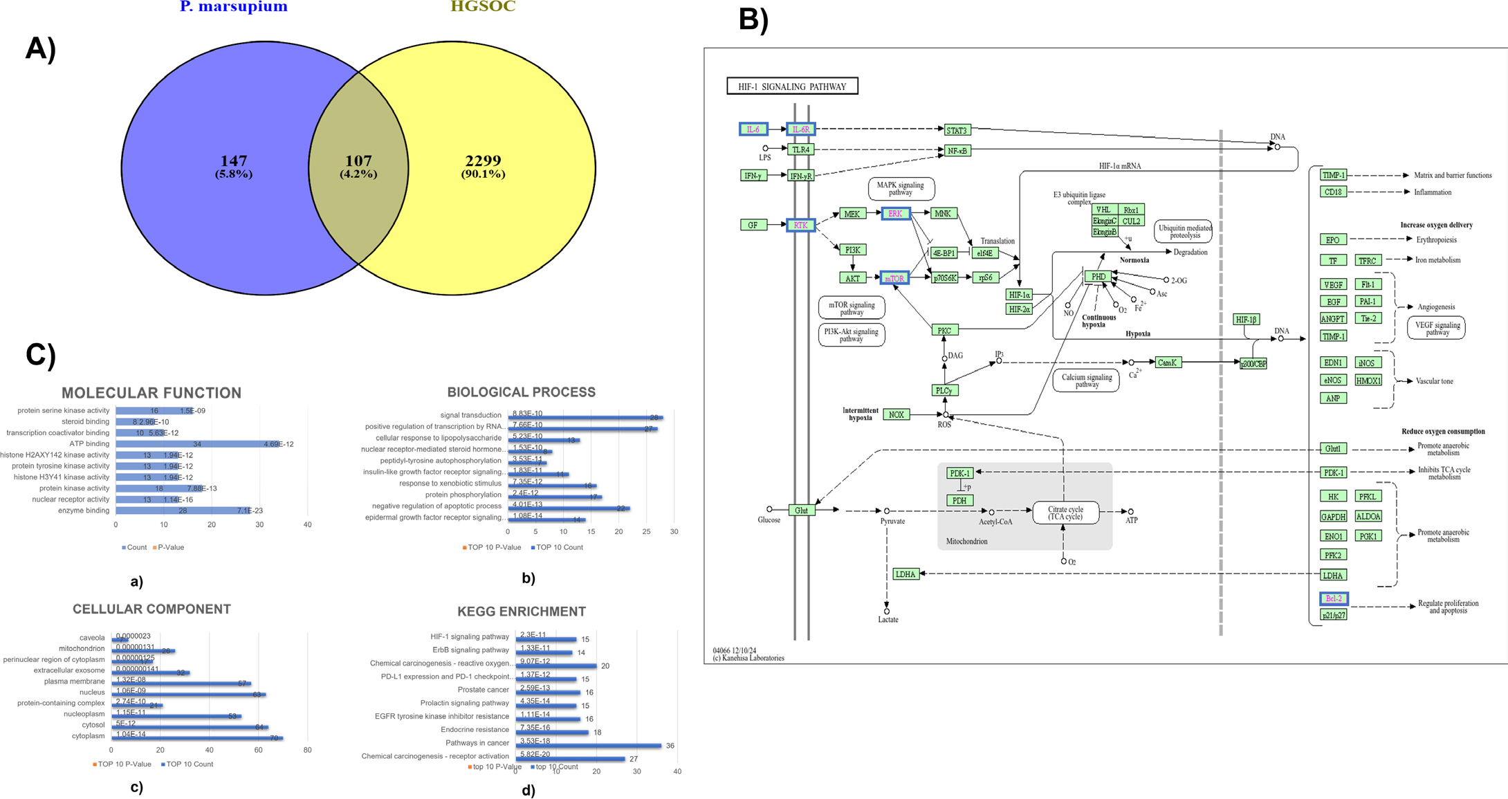 Systems pharmacology mapping and functional enrichment analysis of P. marsupium against HGSOC. (A) Venn diagram of the target intersection between P. marsupium bioactive constituents (blue) and HGSOC-associated genes (yellow), identifying 107 common therapeutic targets. (B) KEGG map of the HIF-1 signalling pathway, highlighting regulatory nodes targeted by the phytochemicals. (C) Functional annotation profiling: (a) GO Molecular Function; (b) GO Biological Process; (c) GO Cellular Component; (d) Top 10 enriched KEGG pathways.