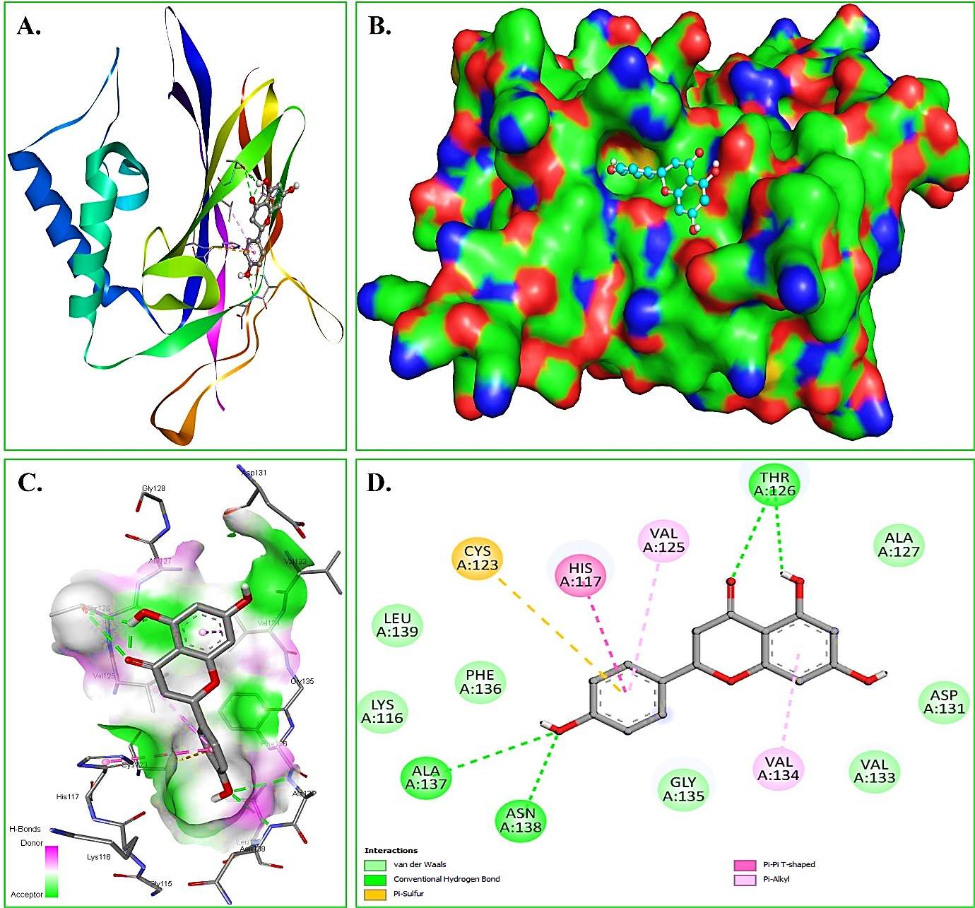 Molecular docking of naringenin with NF-kB p105 subunit. Binding pose in the active site: (A) (B) Top view of the ligand binding. (C) Protein-ligand interactions. Two dimensional interaction map include hydrogen bond, Van der Waals and π-interactions.