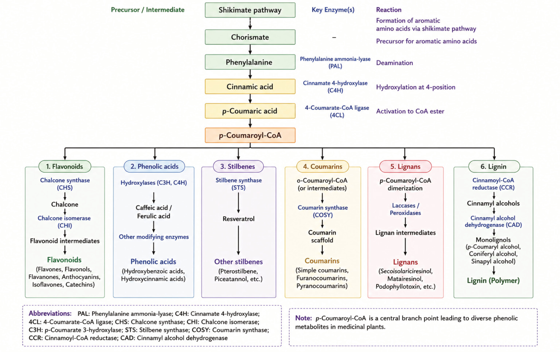 Biosynthetic pathway of major phenolic compounds in medicinal plants.