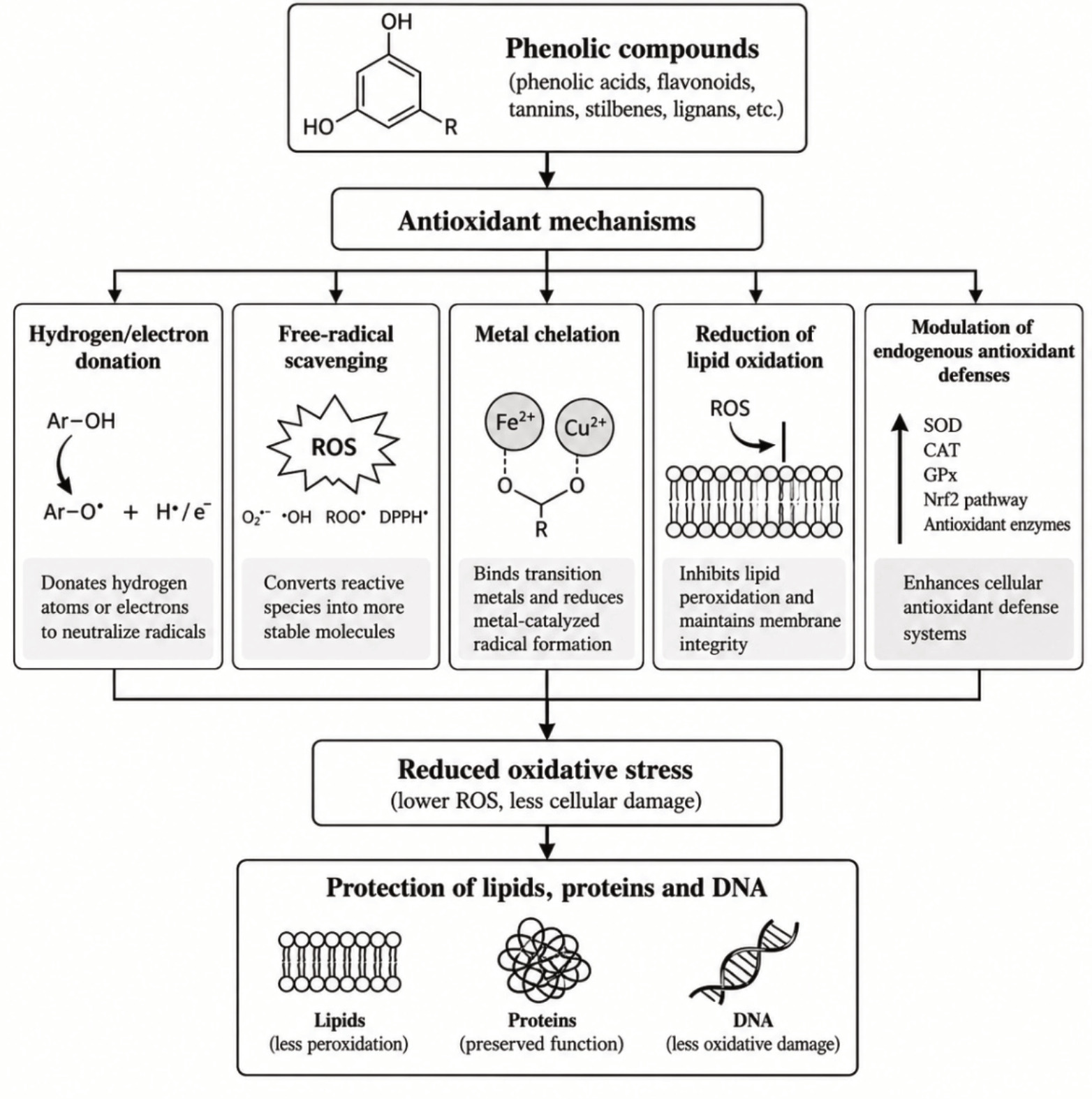 Antioxidant mechanisms of phenolic compounds.