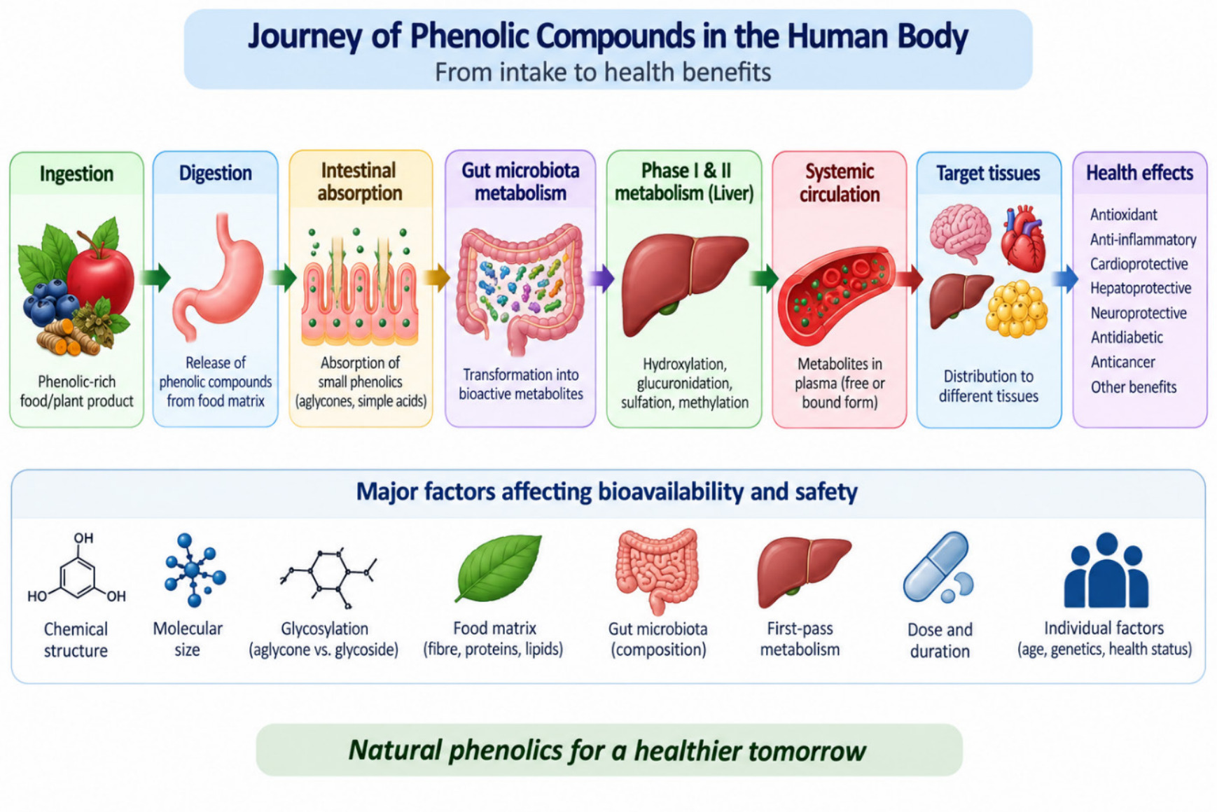 Journey of Phenolic Compounds in the Human Body: Absorption, Metabolism, Bioavailability and Health Effects.