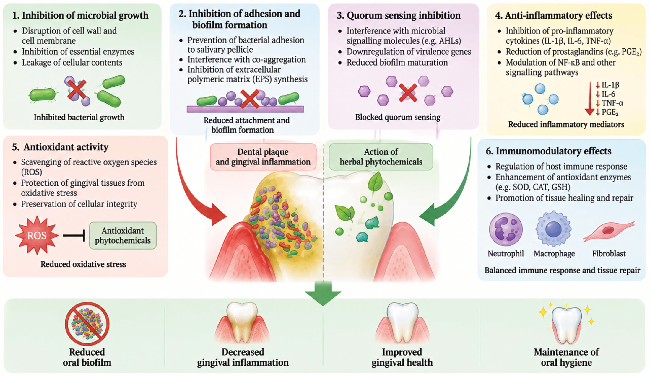 Proposed mechanisms of herbal phytochemicals against oral biofilm and gingival inflammation.