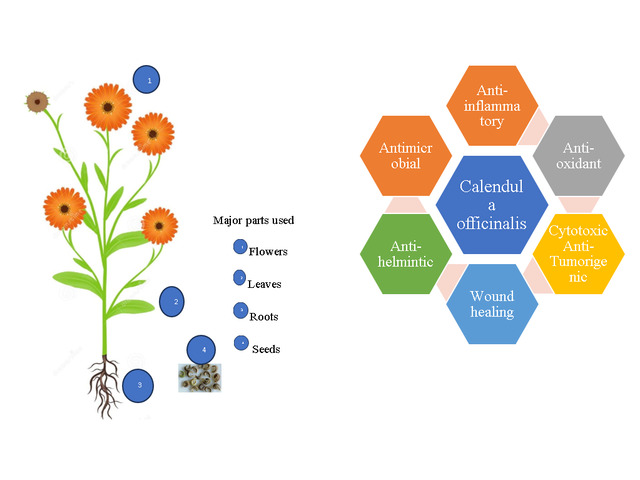 An Updated Review on the Diverse Therapeutic Potential of Calendula officinalis L.