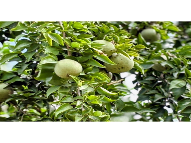 A Review on Pharmacological Studies and Phytochemistry of Aegle marmelos (L.) Correa