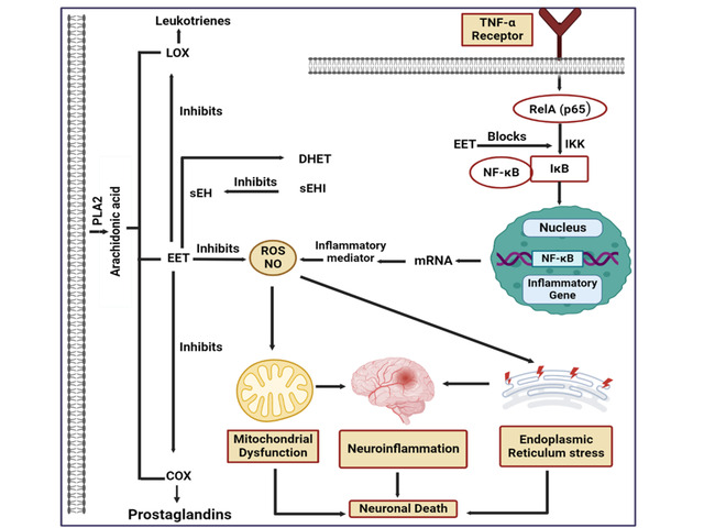 Soluble Epoxide Hydrolase (sEH): A Novel Therapeutic Target in Mitigating the Symptoms of Parkinson’s Disease