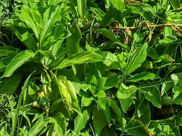Evaluation of the Antioxidant Activity of Leaves of Chamaecostus cuspidatus  Plant by in vitro Antioxidant Assays | Pharmacognosy Research
