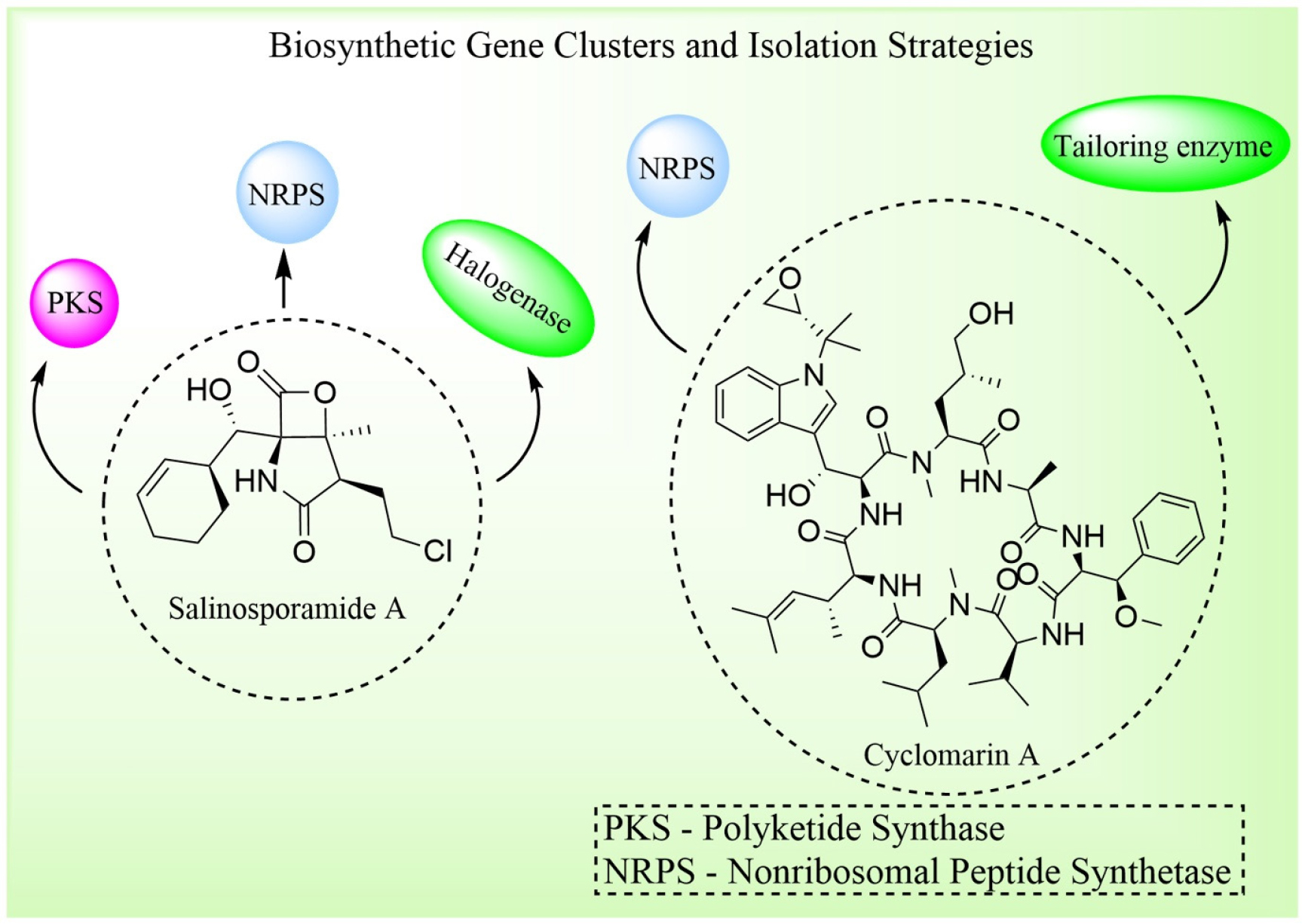 Biosynthetic gene clusters for Salinosporamide (PKS-NRPS with halogenase module) and for Cyclomarin (NRPS module with tailoring enzyme).
