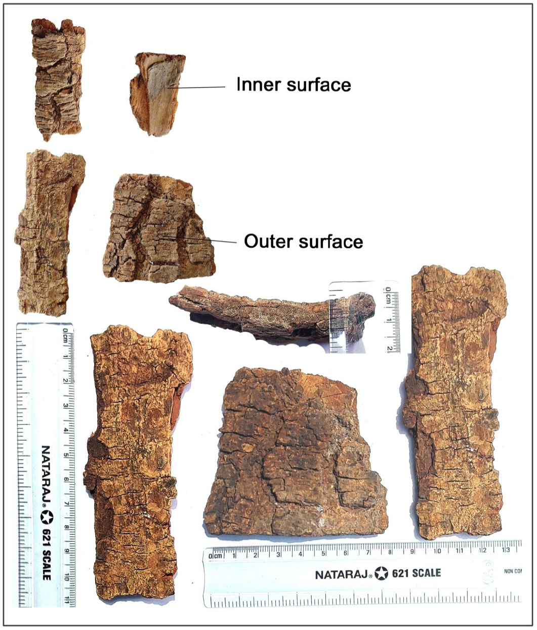 Macroscopy of Soymida febrifuga (Roxb.) A. Juss. stem bark.