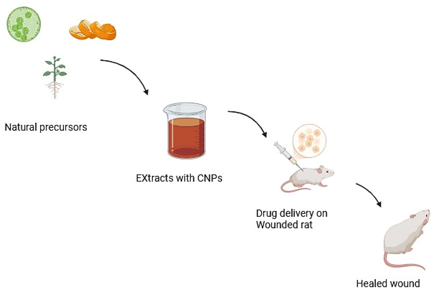Green synthesis of CNPs and its application on wound healing.