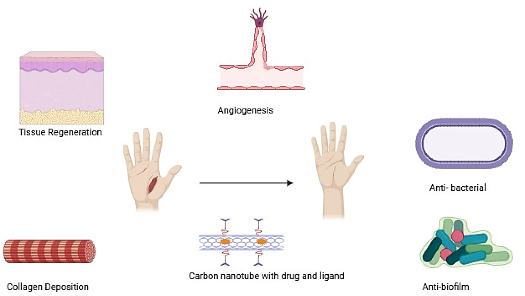 Drug loaded carbon nanoparticle and its properties on wound healing.
