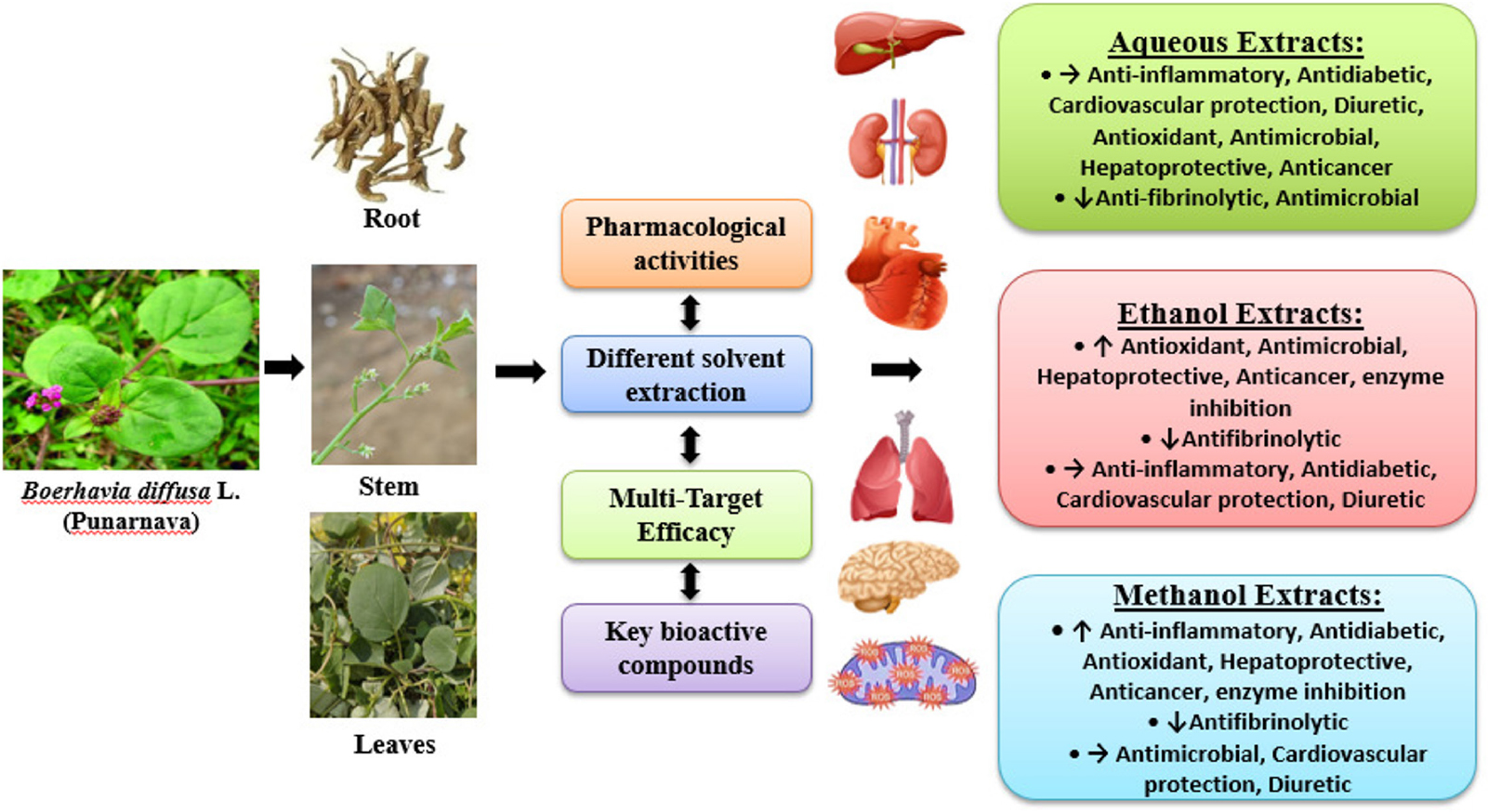 Summary of comparative pharmacological activities of B. diffusa plant (root, stem, leaves) by solvent-based extraction.