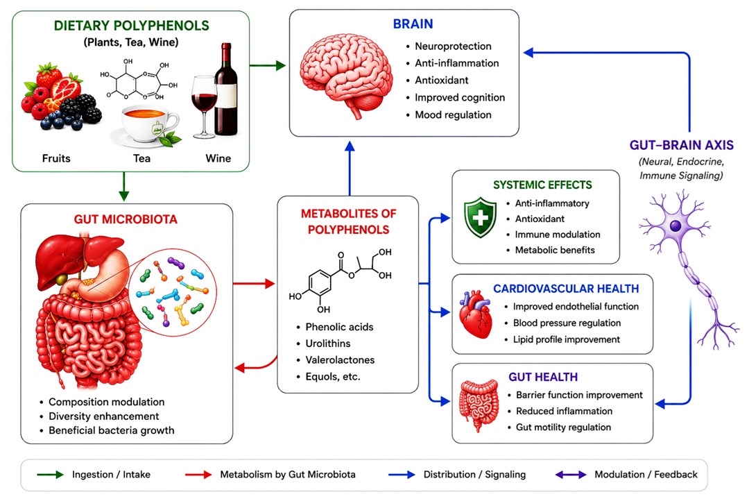 Schematic representation of dietary polyphenol intake and metabolism, illustrating the role of gut microbiota in biotransforming polyphenols into bioactive metabolites and their bidirectional interaction with the gut-brain axis, influencing systemic distribution and biological effects.