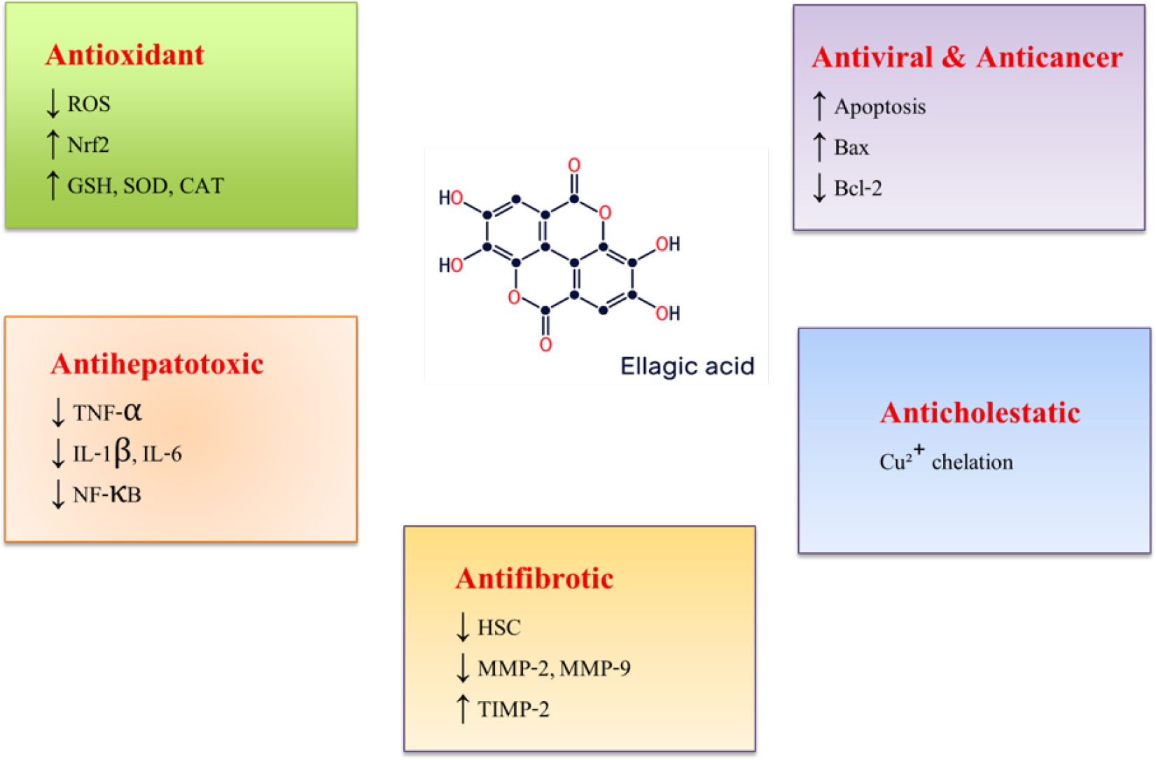 Schematic illustration of the pleiotropic pharmacological actions of ellagic acid, highlighting its antioxidant, antihepatotoxic, antifibrotic, anticholestatic, antiviral, and anticancer effects mediated through modulation of oxidative stress, inflammatory signaling, apoptosis, fibrogenic markers, and metal ion chelation.