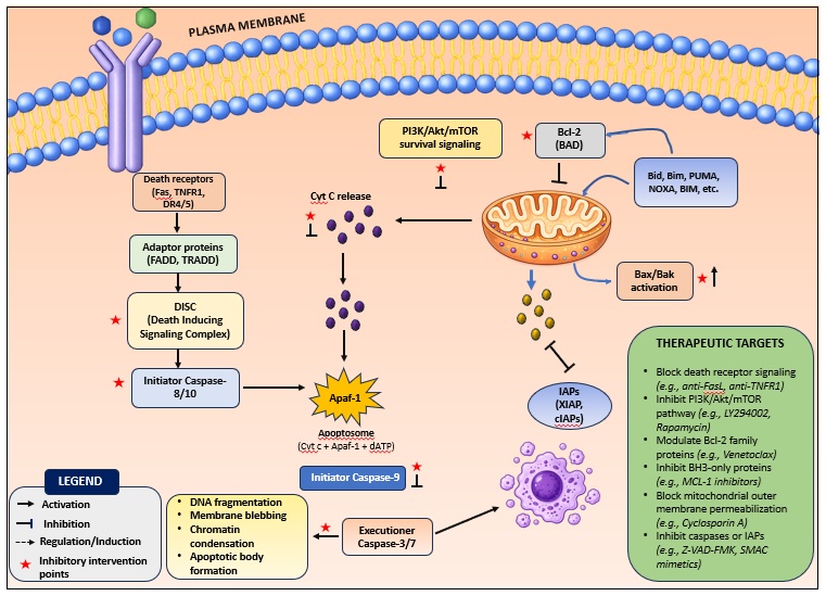 Schematic depiction of apoptosis signaling pathways, illustrating the interplay between death receptor-mediated (extrinsic) signaling and mitochondrial (intrinsic) pathways, including DISC formation, cytochrome c release, PI3K/Akt/mTOR modulation, Bcl-2 family regulation, caspase activation, and execution of apoptotic cell death.
