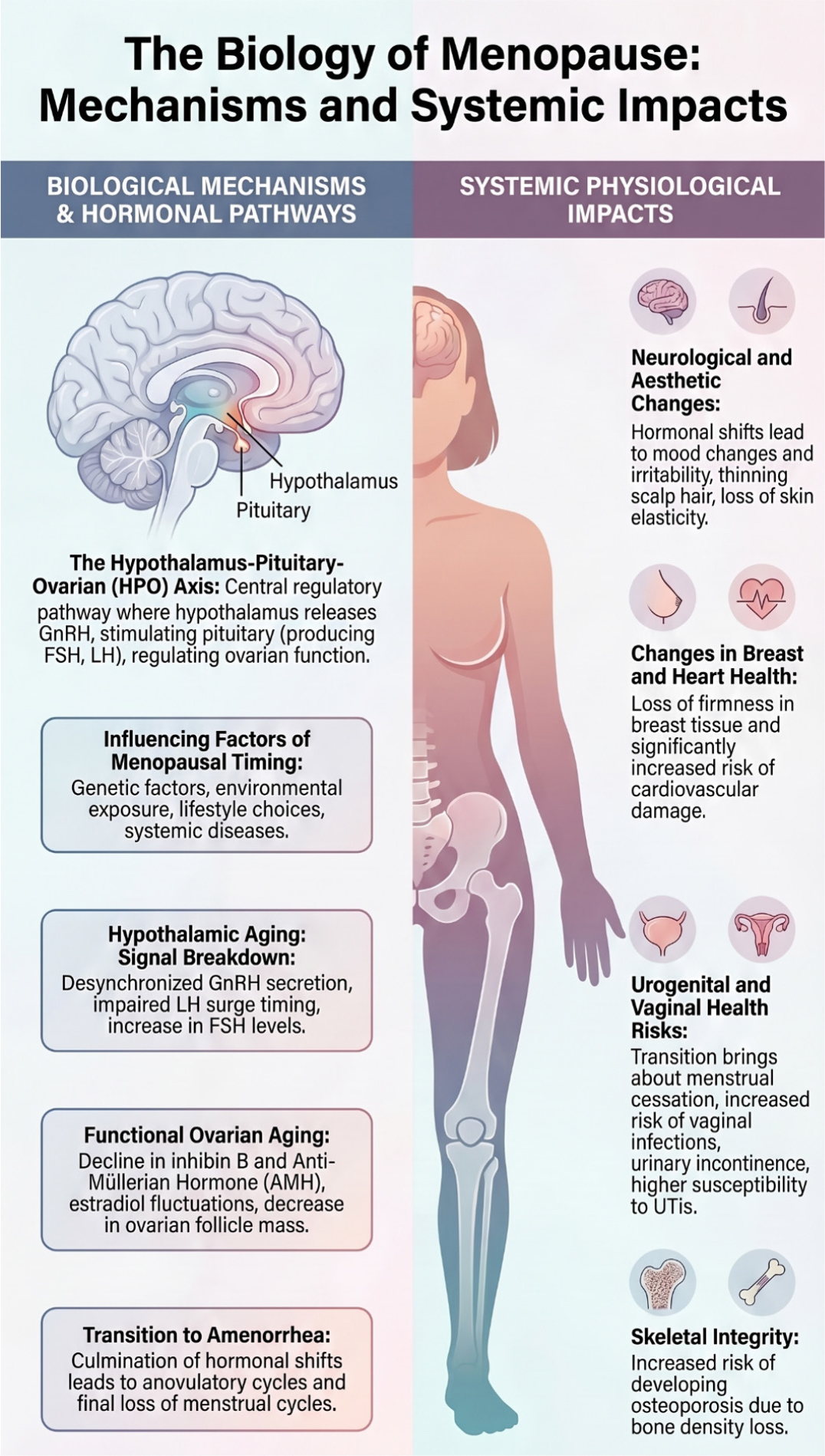 Eiology and hormonal regulation of menopause in women. And various menopausal symptoms in women.