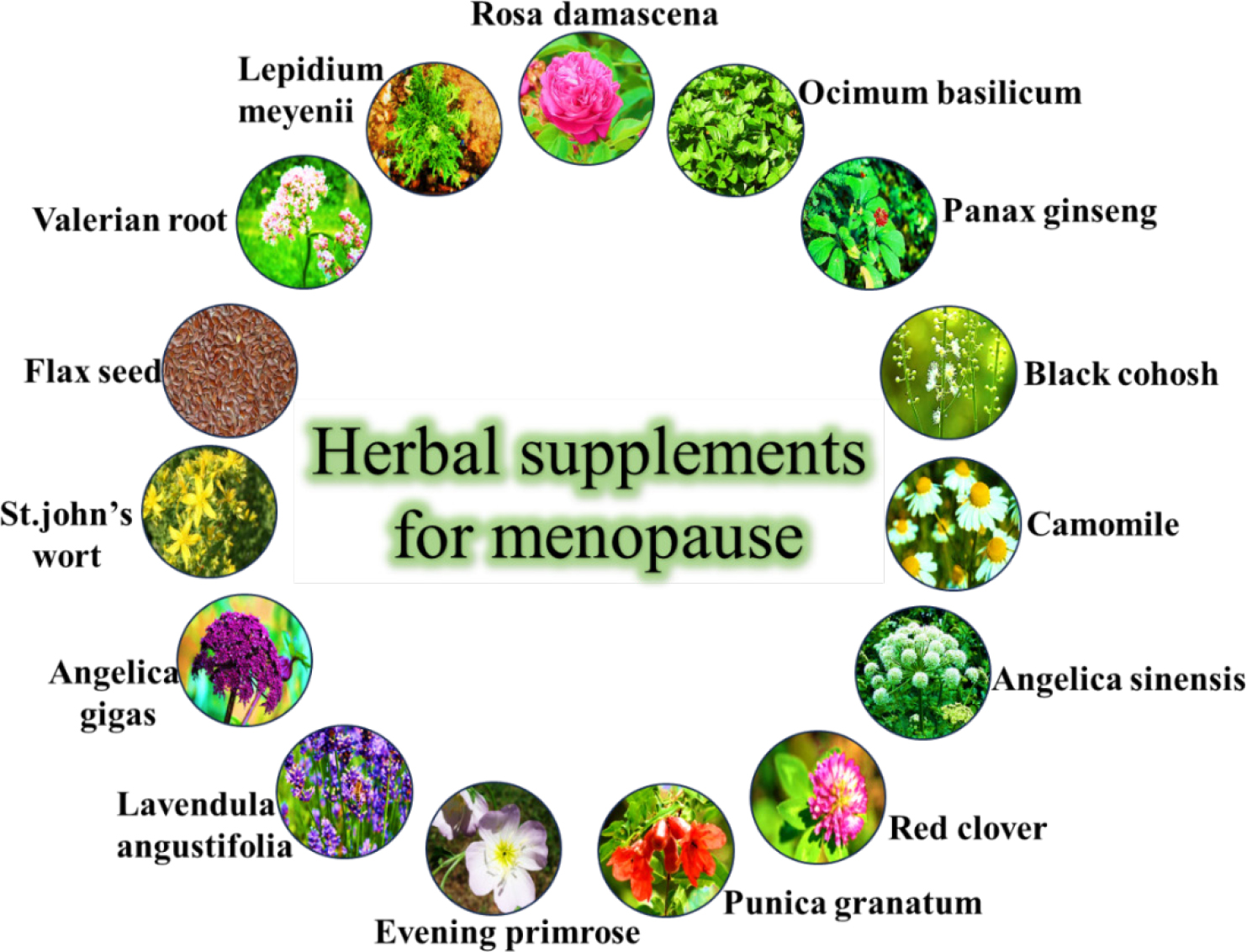 Various herbal supplements used in regulating menopausal symptoms.