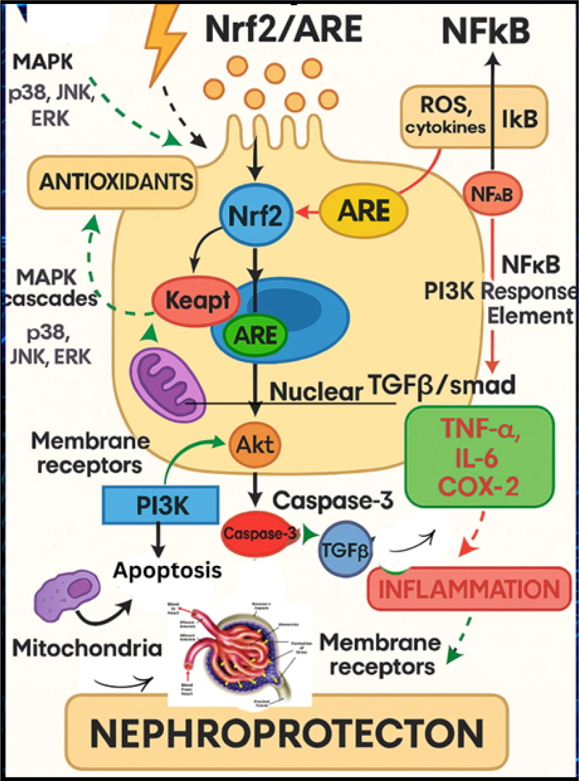 Mechanism of Nephrotoxicity.