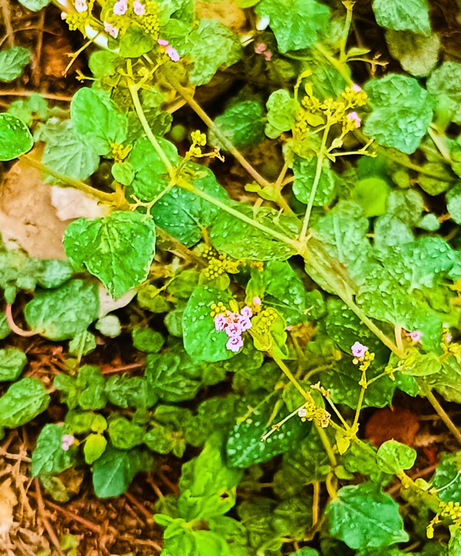 Image of the plant B. diffusa.