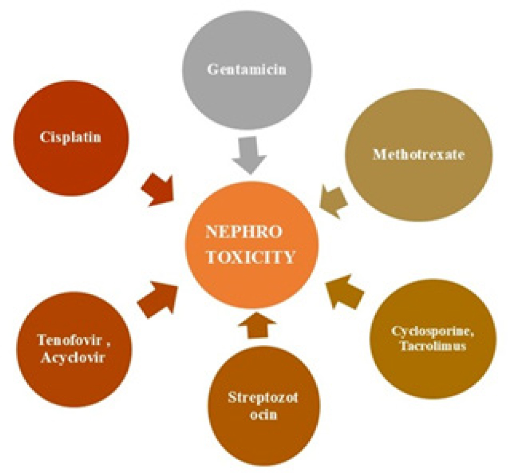 Drug induced Nephrotoxicity.