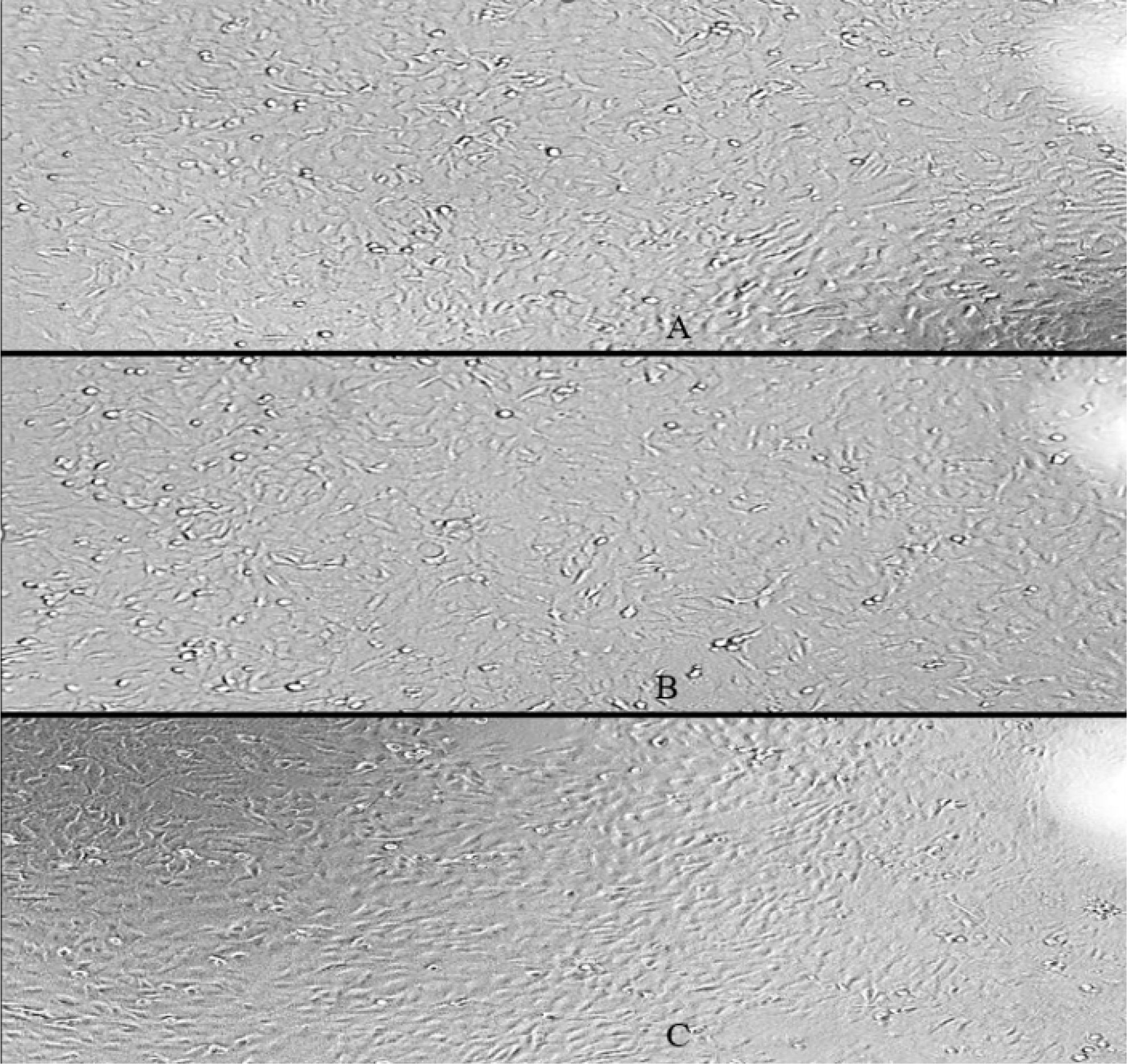 Morphological Assessment of Cell Viability by MTT Assay at Varying Concentrations of Sample (Control, 5 µg/mL, and 100 µg/mL).