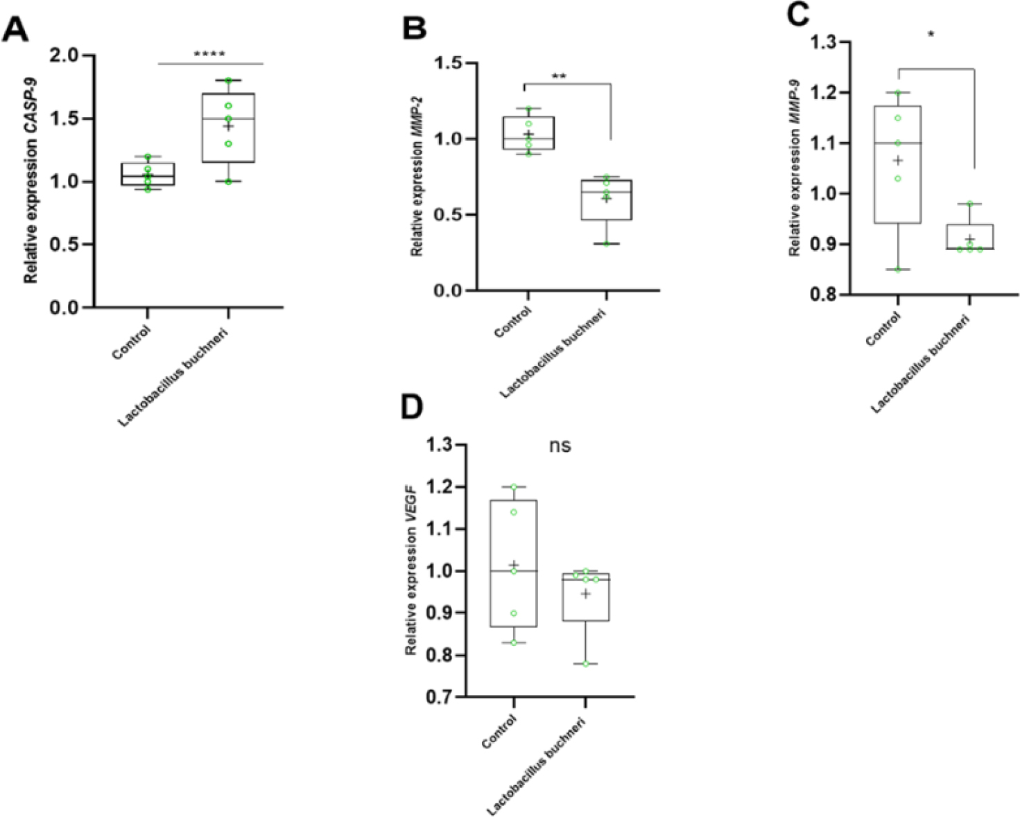 Effect of Lactobacillus buchneri Supernatant on gene expression in panc-1 cancer cells. Relative expression levels of caspase9 (A), MMP2 (B), CYCLIND (C) And VEGF were measured by qRT-PCR. Data are presented as box plots, with each box representing the median, interquartile range, and whiskers representing the minimum and maximum values. **p<0.01, *** p<0.001, and ****p<0.0001 compared to untreated cells.