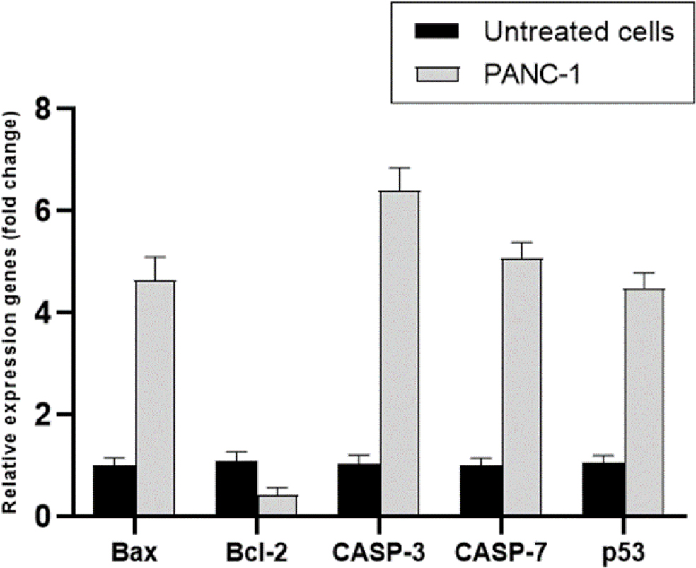 Relative expression of apoptotic-related genes in PANC-1 cells compared to untreated cells. The expression of pro-apoptotic genes (Bax, CASP-3, CASP-7, and p53) is significantly upregulated in PANC-1 cells, while the expression of the anti-apoptotic gene Bcl-2 is downregulated. Data indicate activation of apoptosis in PANC-1 cells, contributing to cell death mechanisms. Values are presented as fold change ± standard error of the mean (SEM).