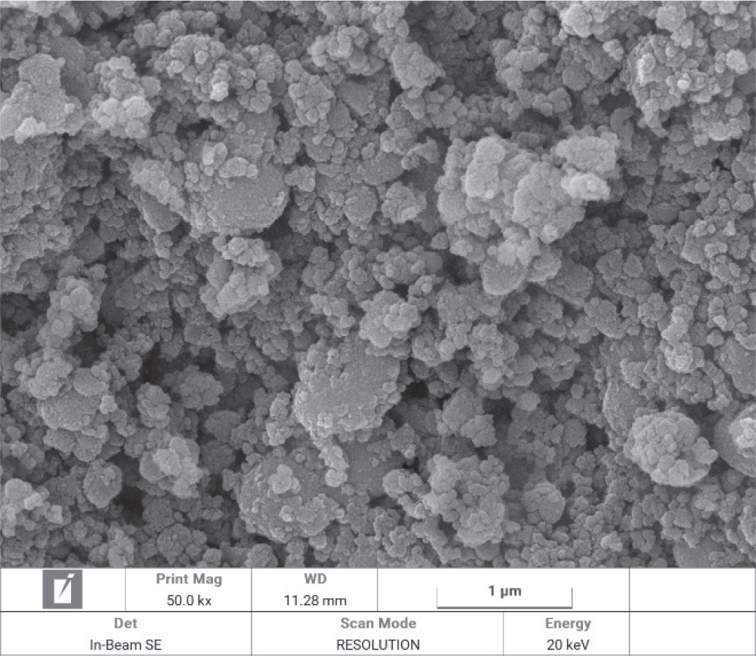 FE-SEM of NPS.