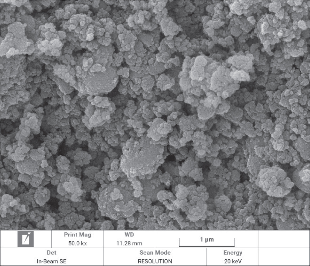 SEM images of chitosan nanoparticles.