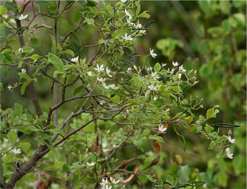 Wrightia tinctoria (this image is obtained from creative common licenses internet source).