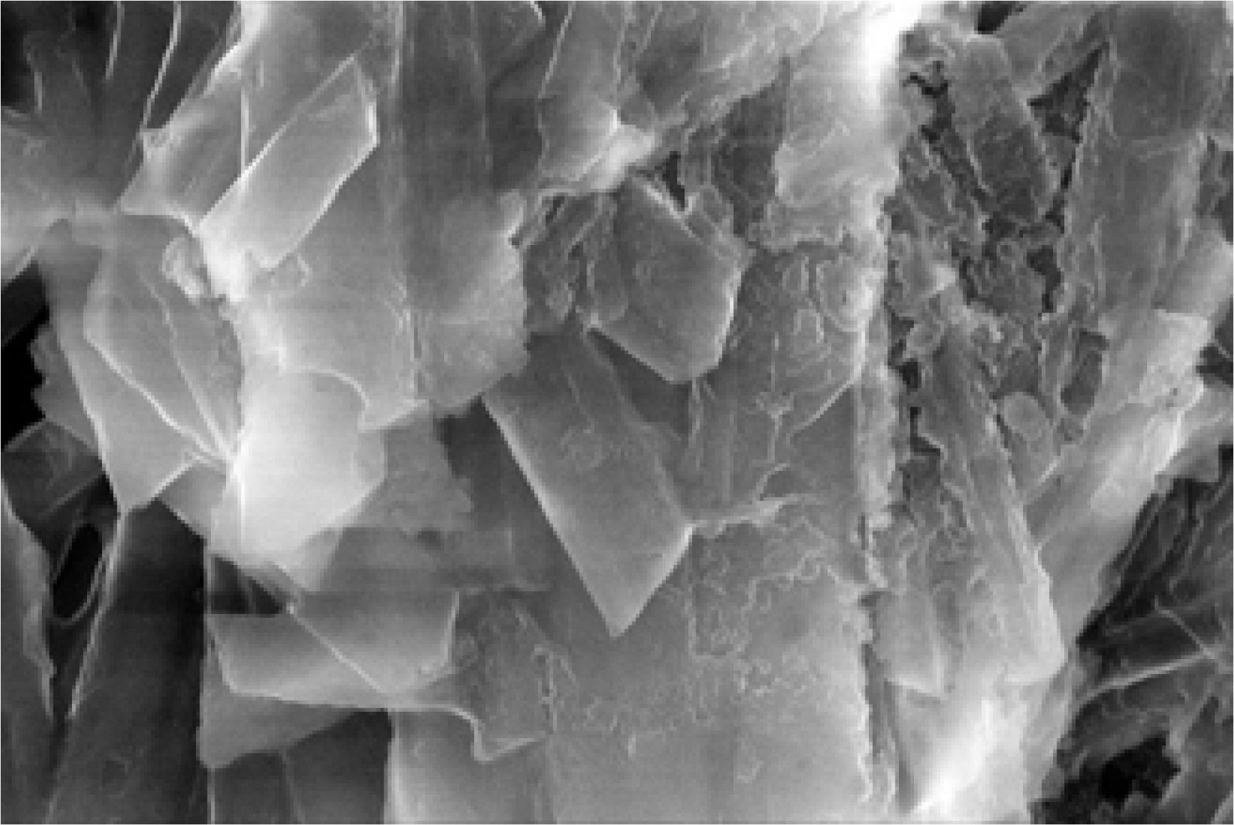 Vesicle shape (SEM image).