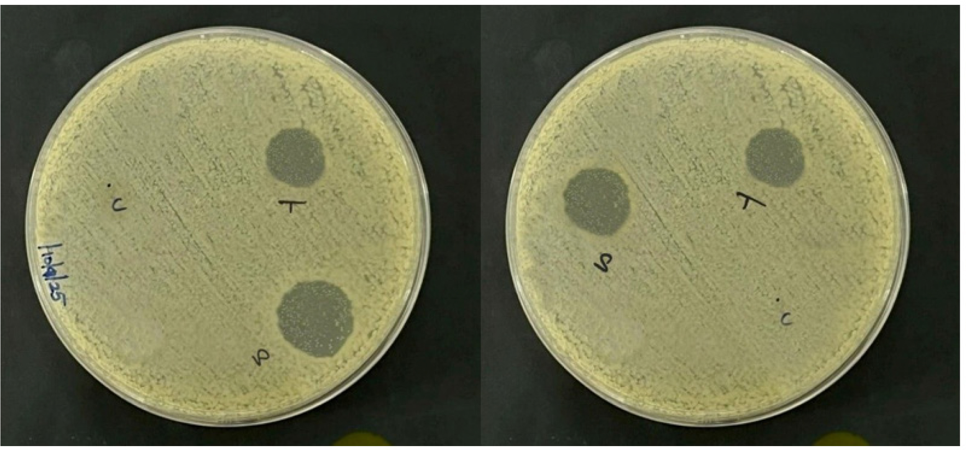Antifungal Activity (Zone of inhibition).
