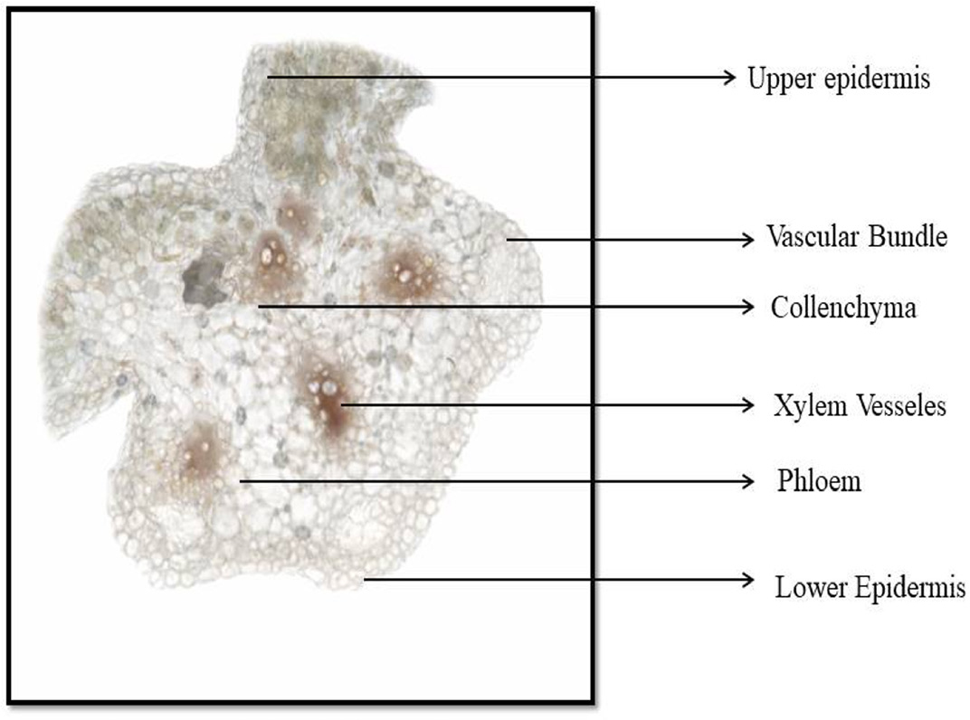 Transverse section of leaf.