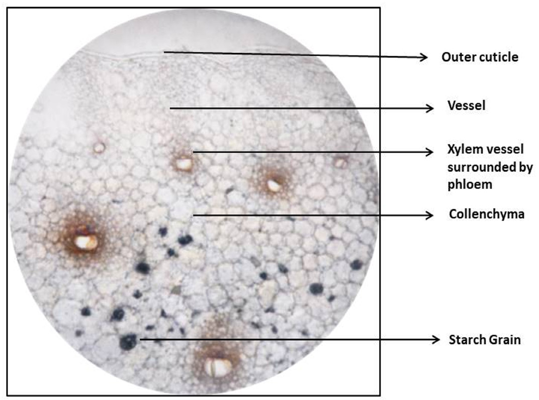 Transverse section of tuber.