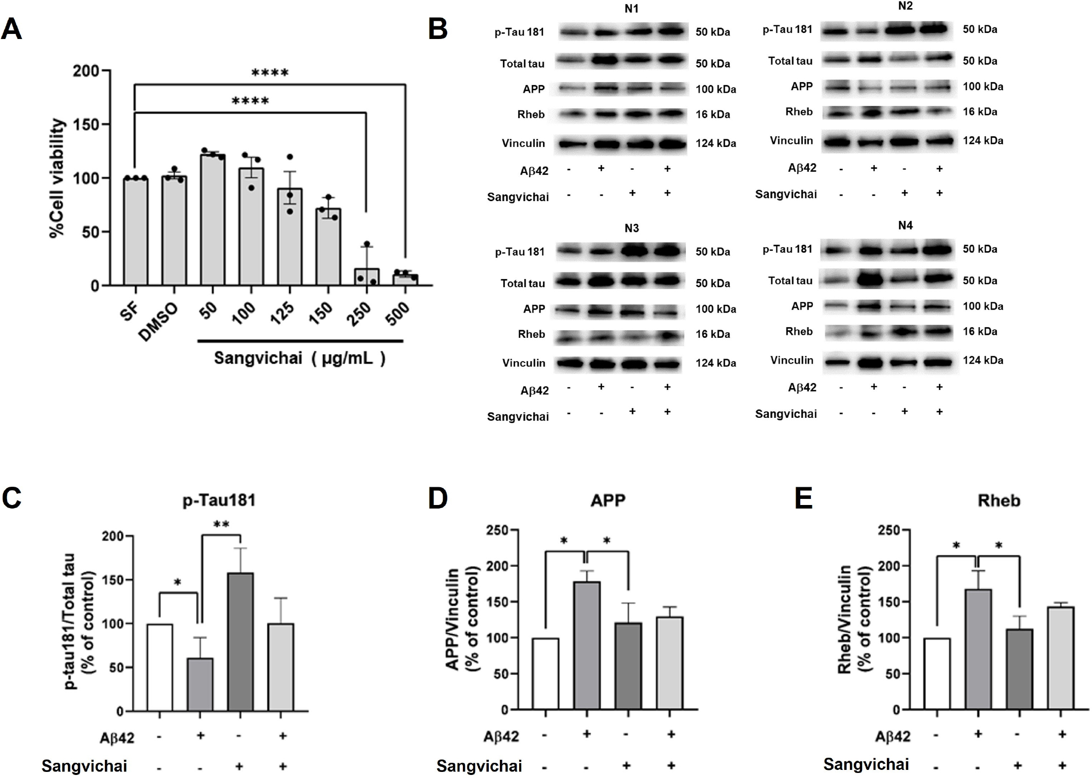 Cytotoxicity profile and effects of Sangvichai extract on Aβ42-induced molecular alterations in SH-SY5Y cells. (A) Cell viability assessed by MTT assay after 48 hr exposure to Sangvichai extract (50-500 μg/mL), expressed as percentage relative to untreated control cells. Data are presented as mean ± SEM (n = 3). Statistical significance was determined versus control (**** p < 0.0001). SH-SY5Y cells were treated with Aβ42 (1 μM) in the presence or absence of Sangvichai pretreatment (150 μg/mL). (B) Representative Western blot images of p-Tau181, total Tau, APP, and Rheb. (C) Quantification of p-Tau181/total Tau ratio. (D) Relative APP expression. (E) Relative Rheb expression. Protein levels were normalized to total Tau or Vinculin, as appropriate. Data represent four independent experiments. Statistical significance is indicated (p < 0.05; ** p < 0.001).